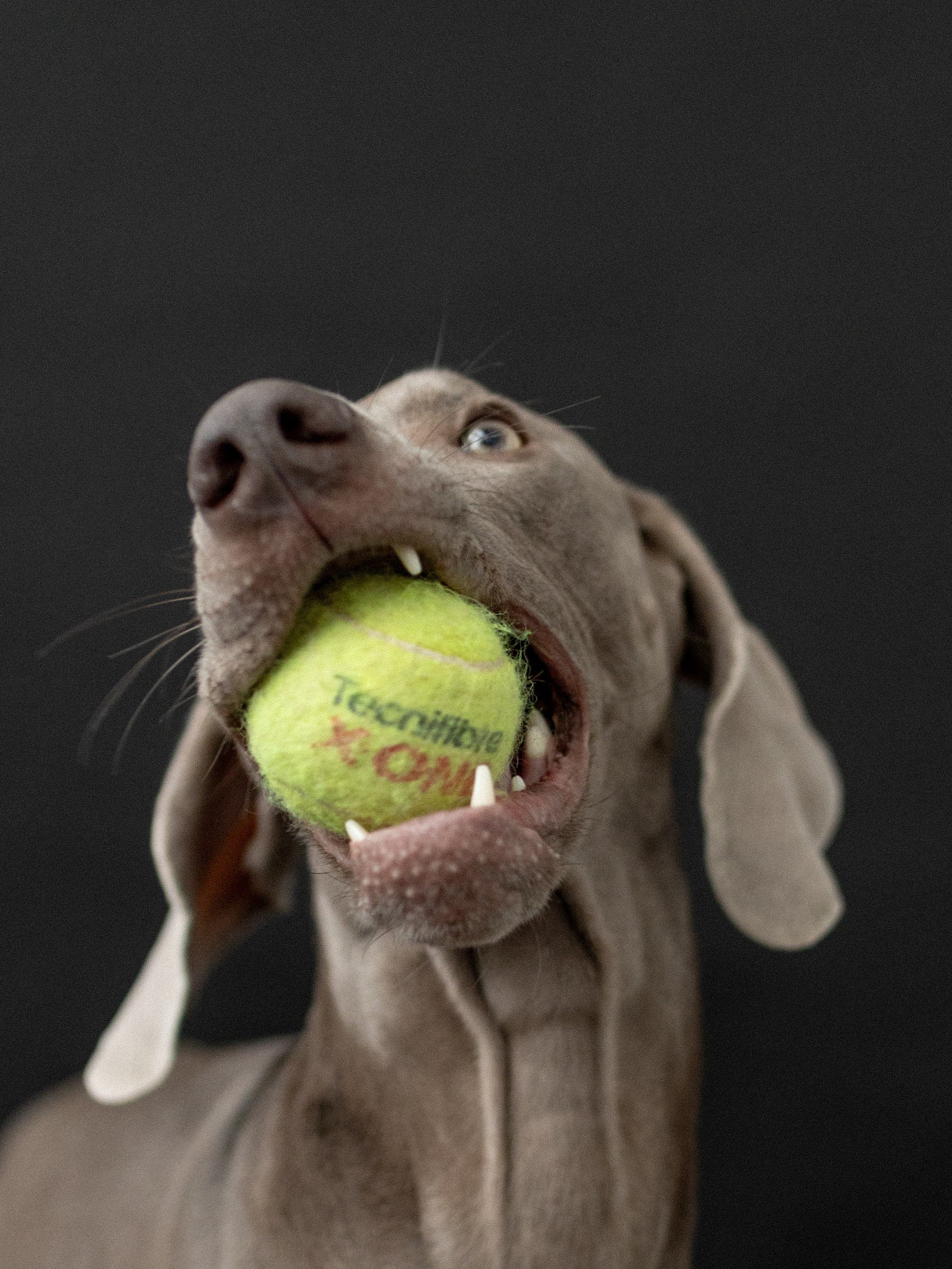 Сенча и Даша. Фотограф-анималист в Москве Кириллова Татьяна