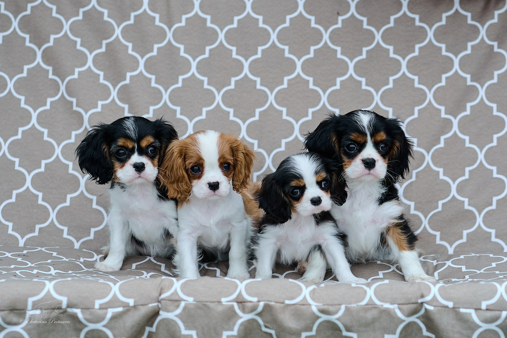 Кавалерчики. Фотограф-анималист в Иркутске