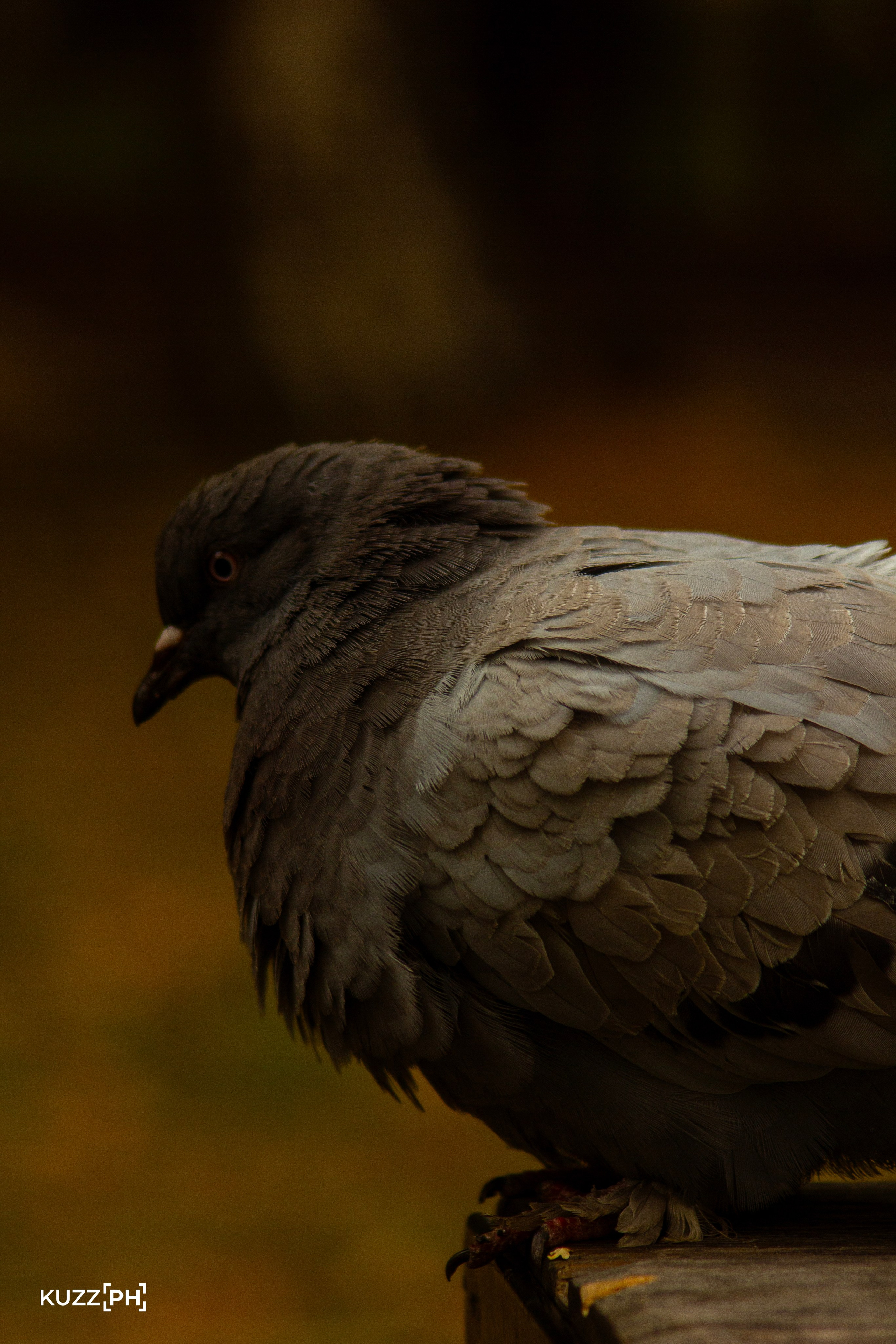 01.10.2023 | Дивногорск. Kuznetsov | Фотограф в Красноярске
