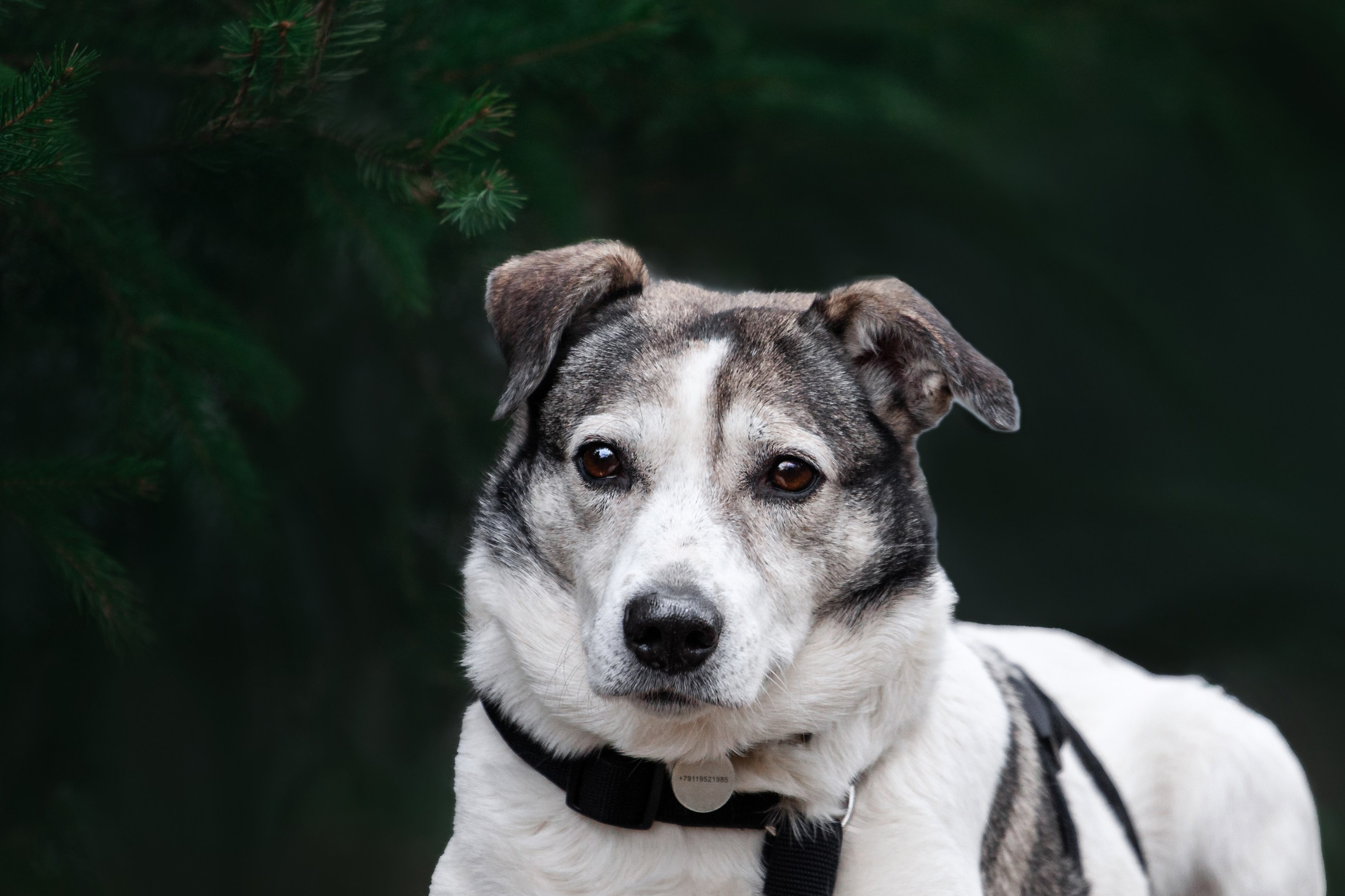 Собаки из приюта Дубовая роща весна 2025. Фотограф-анималист Татьяна Степанова