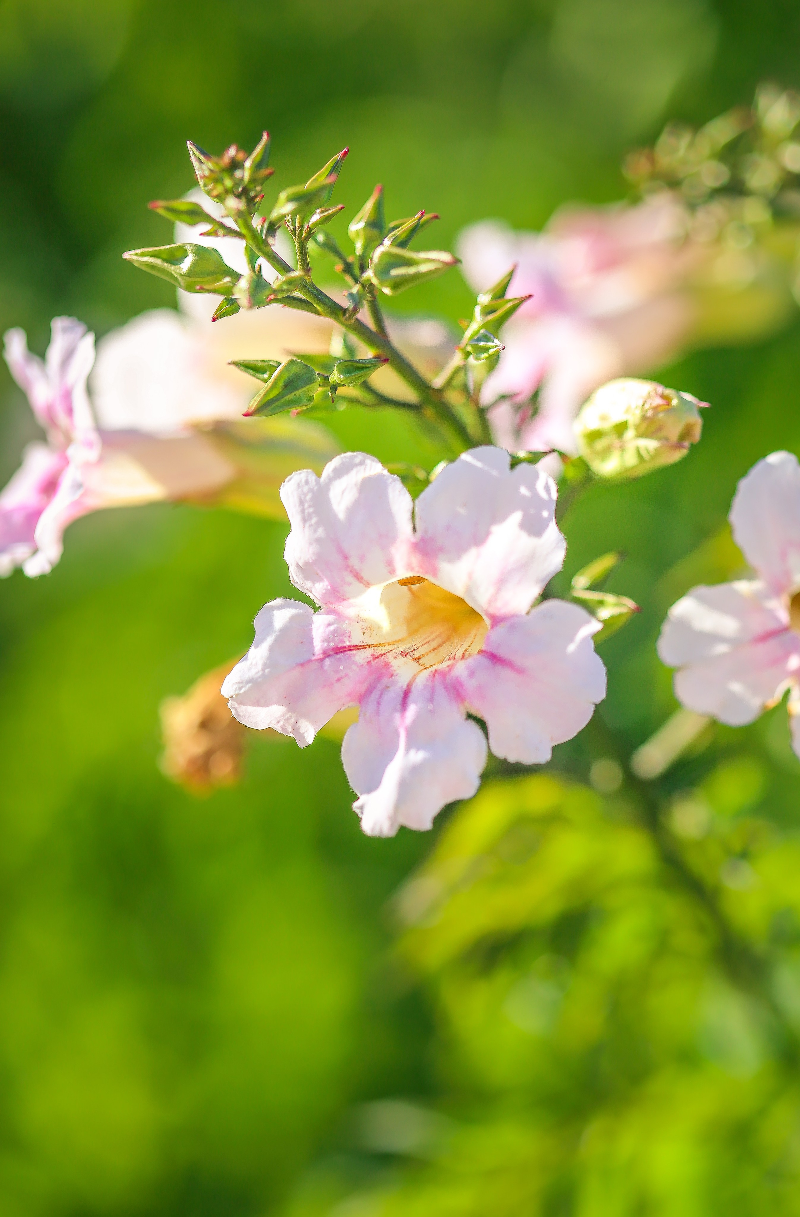 Испания: Мурсия и Арчена — взгляд с дистанции. Дарья Письменюк / Darya Leitstern — фотограф, музыкант, журналист, путешественник