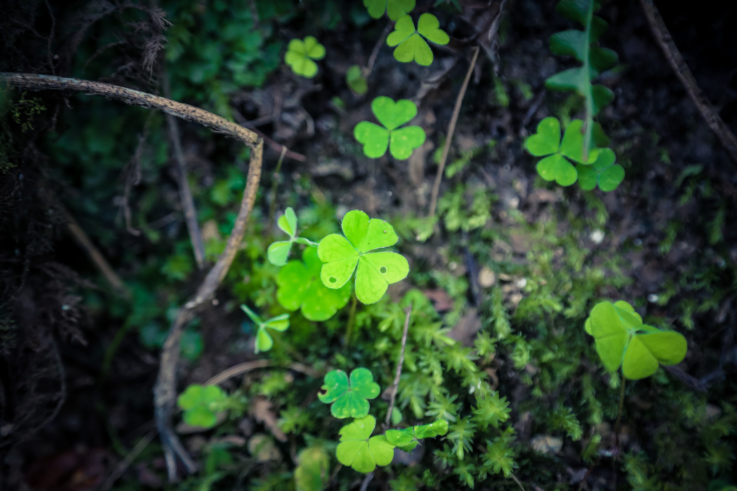 Ирландия: Горы Уиклоу. Дарья Письменюк / Darya Leitstern — фотограф, музыкант, журналист, путешественник