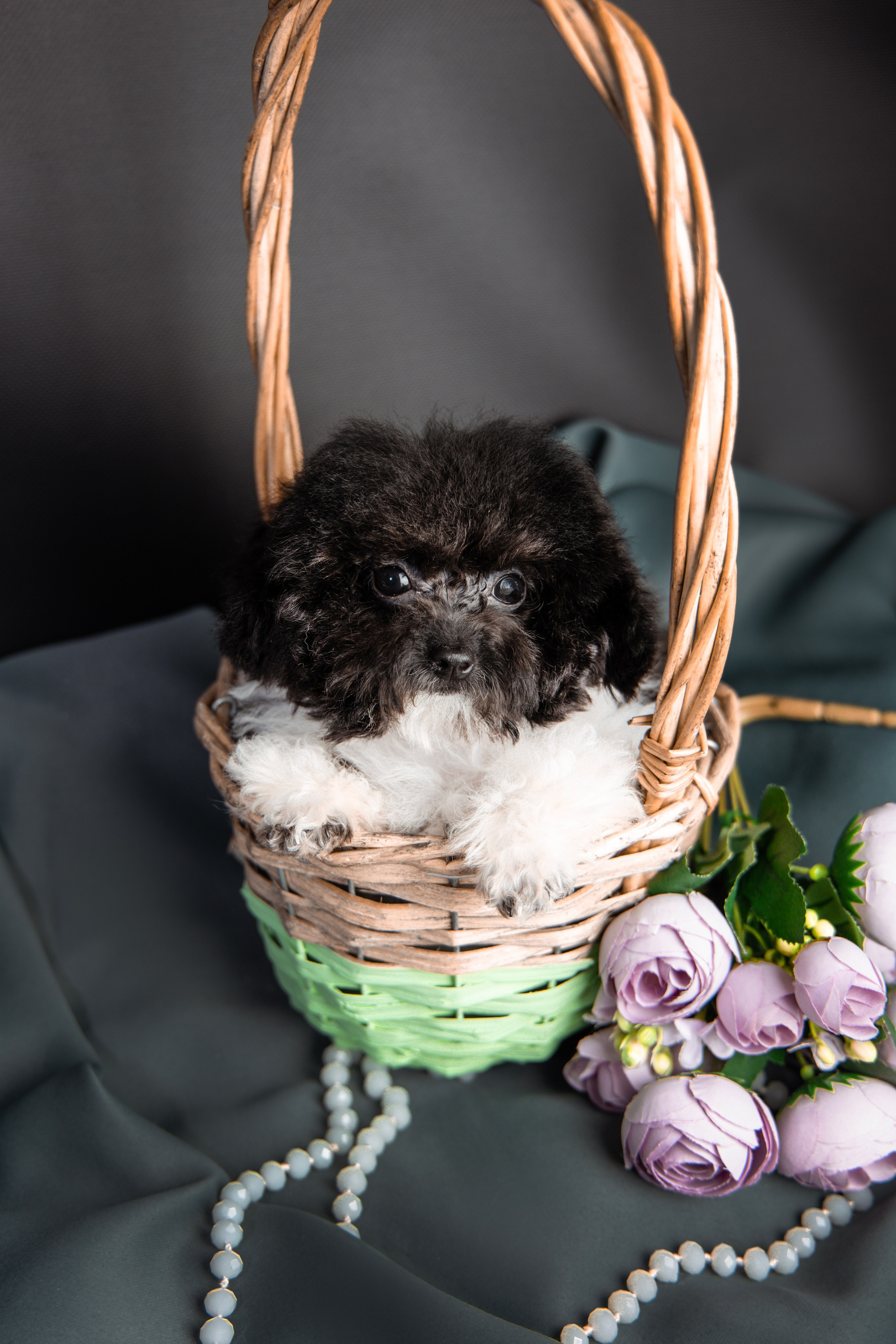 Фотограф Татьяна Марсуверских г. Жуковский, Москва и Мо. Репортажные съёмки, фотосессии,  фотограф анималист, фотосъёмка животных. Фотограф для маркетплейсов, фотоуслуги в Жуковском Татьяна Марсуверских