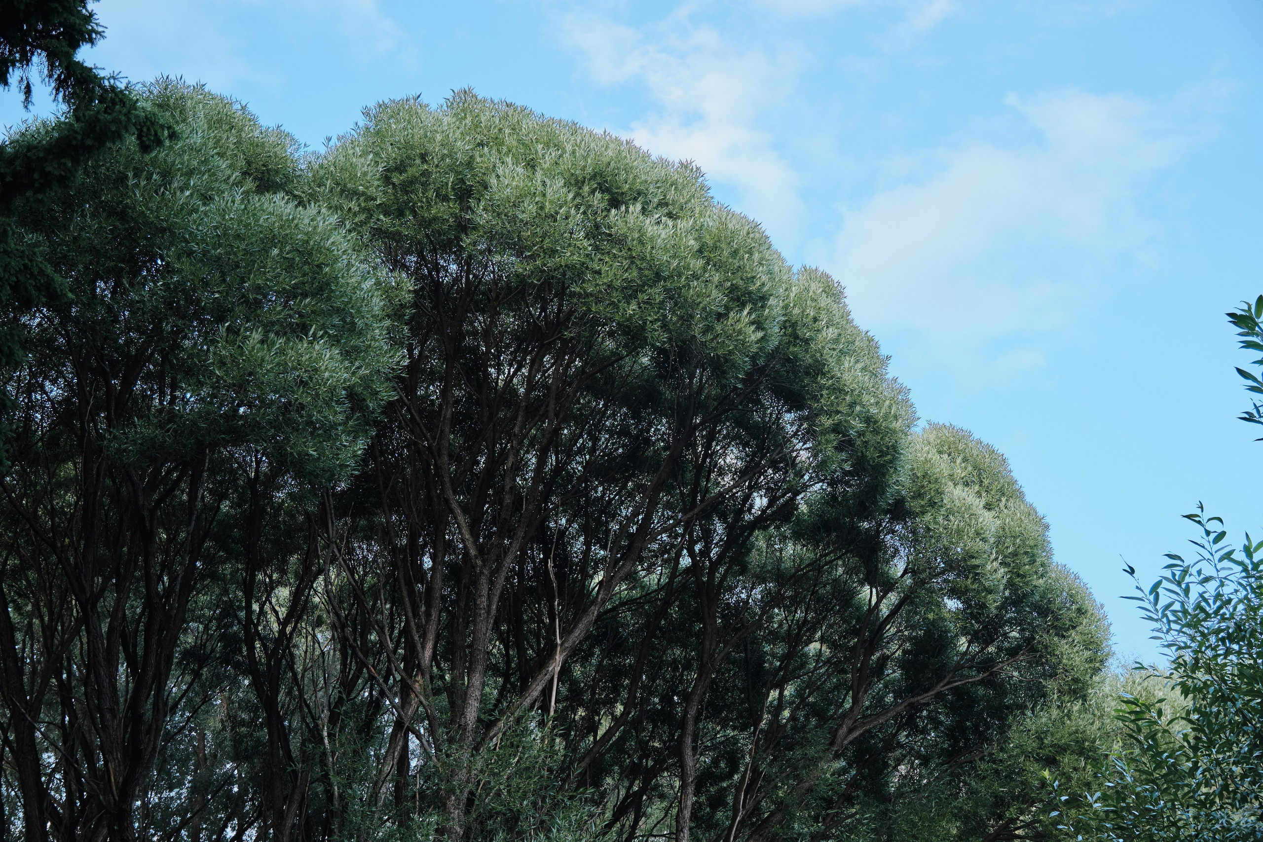 Академ-городок и ботанический сад. Goncharov Tim