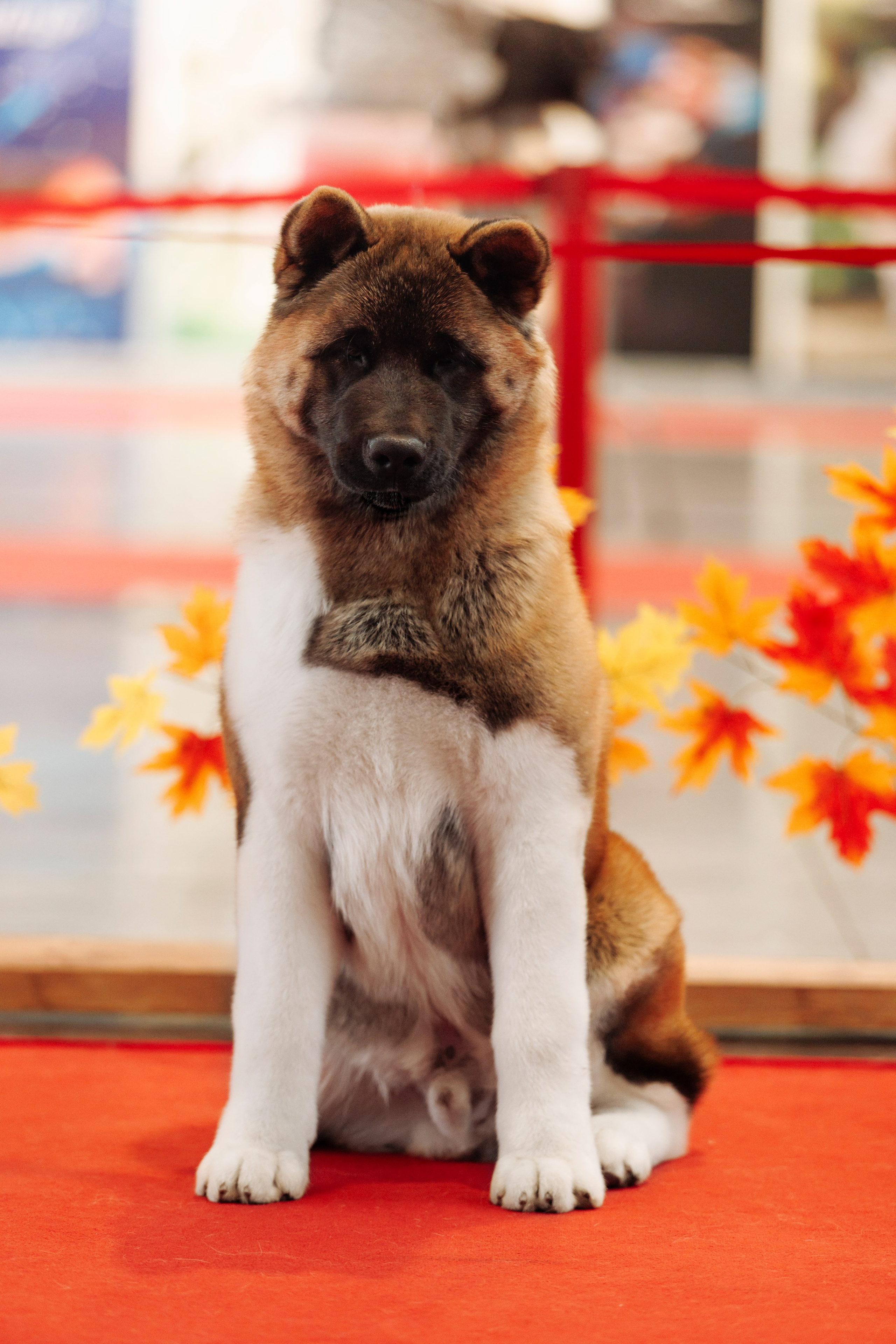 18/19.10.2025 — Екатеринбург. Фотограф-анималист Саша Вязьмина