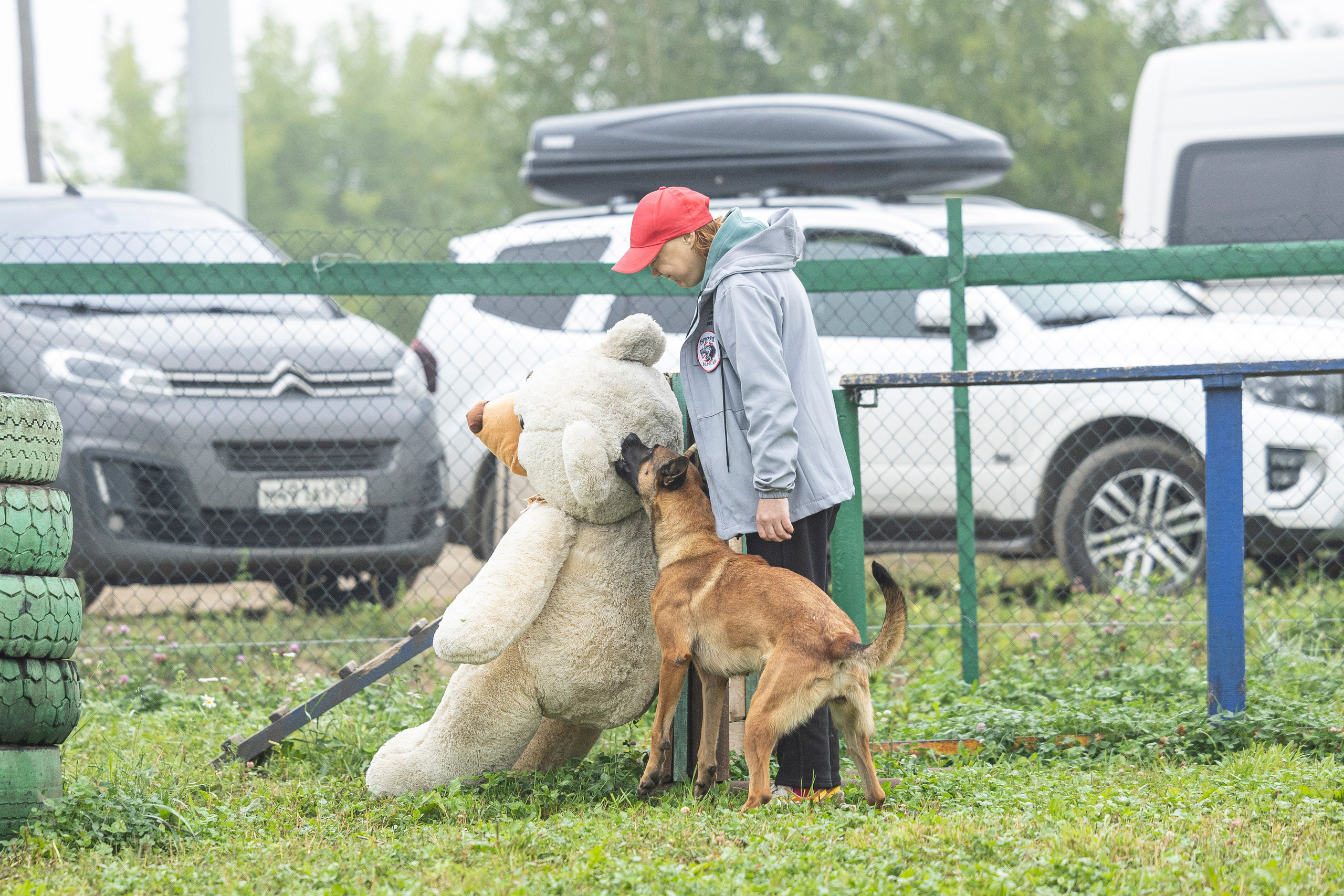 Соревнования по Мондьорингу г. Вологда 10-11.08.2024. Фотограф-анималист Анна Маринич