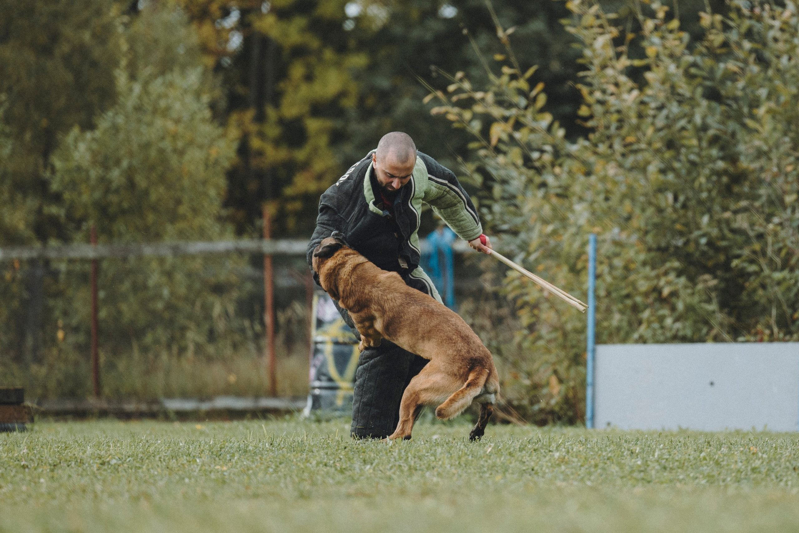 Испытания по мондьорингу г. Пушкин 29.09.2024. Фотограф-анималист Анна Маринич