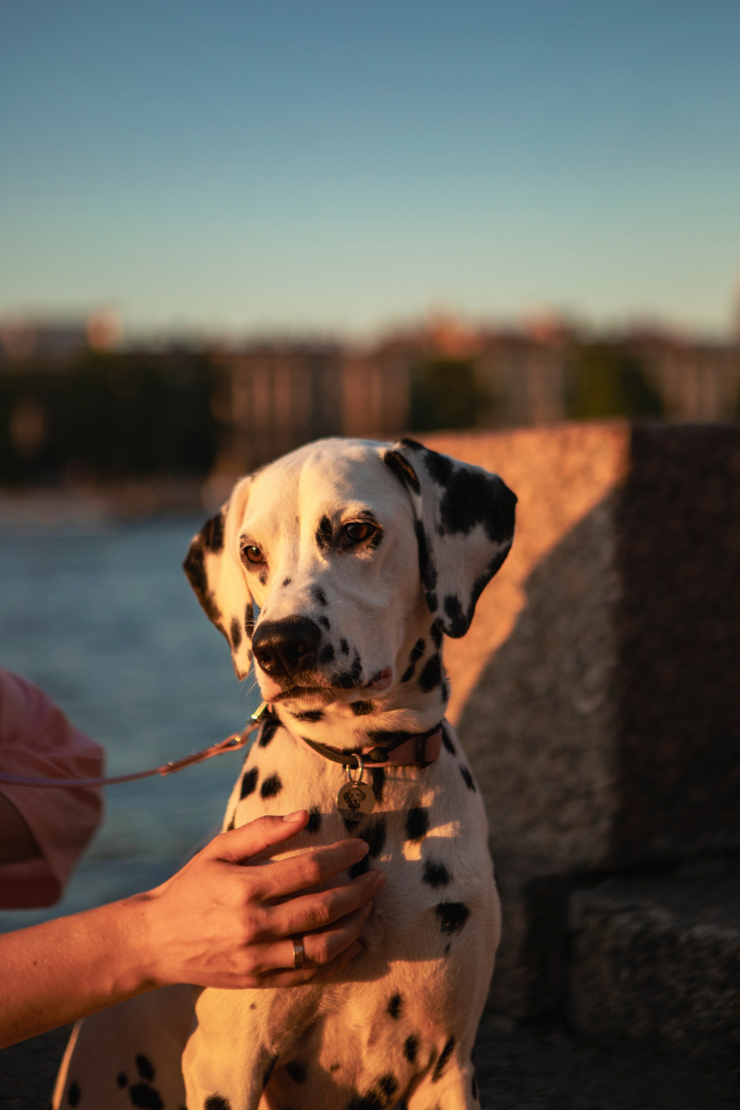 Женя и Сара. Фотограф-анималист в Санкт-Петербурге Алина Яхонт