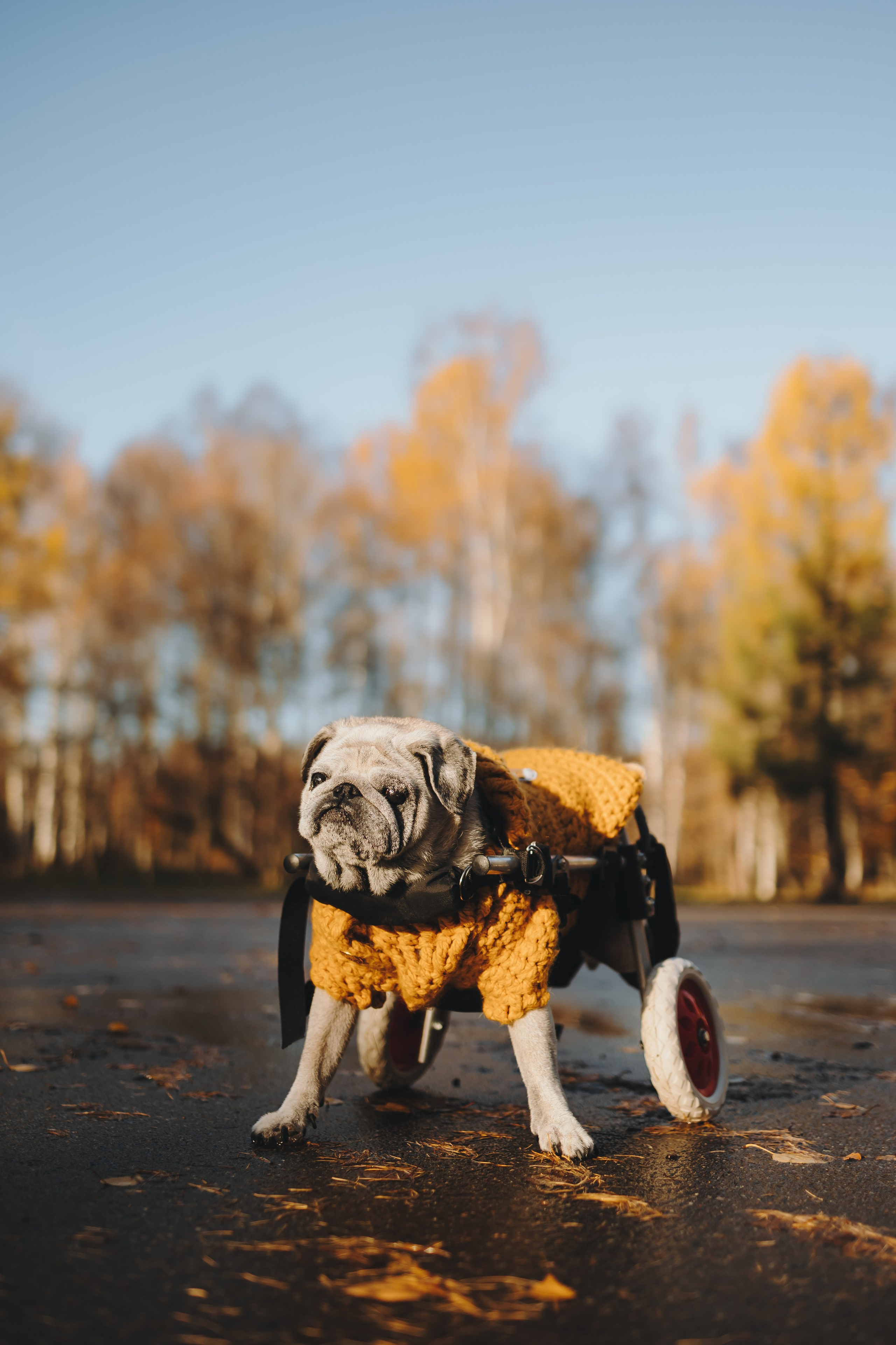 Габи и ребята. Фотограф-анималист в Санкт-Петербурге Алина Яхонт