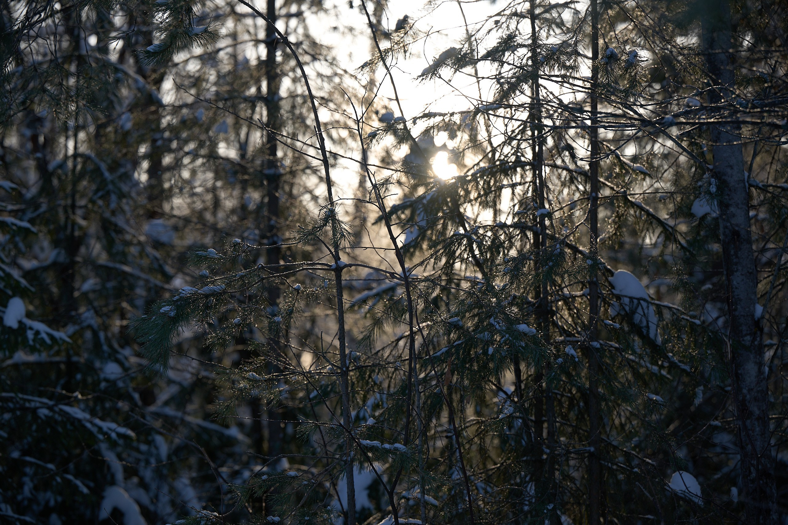 VI этап ФосАгро Кубка России по лыжным гонкам. Ижевск 25.01.2025 и 26.01.2025. Спортивный репортажный фотограф в Ижевске Сергей Мерзляков