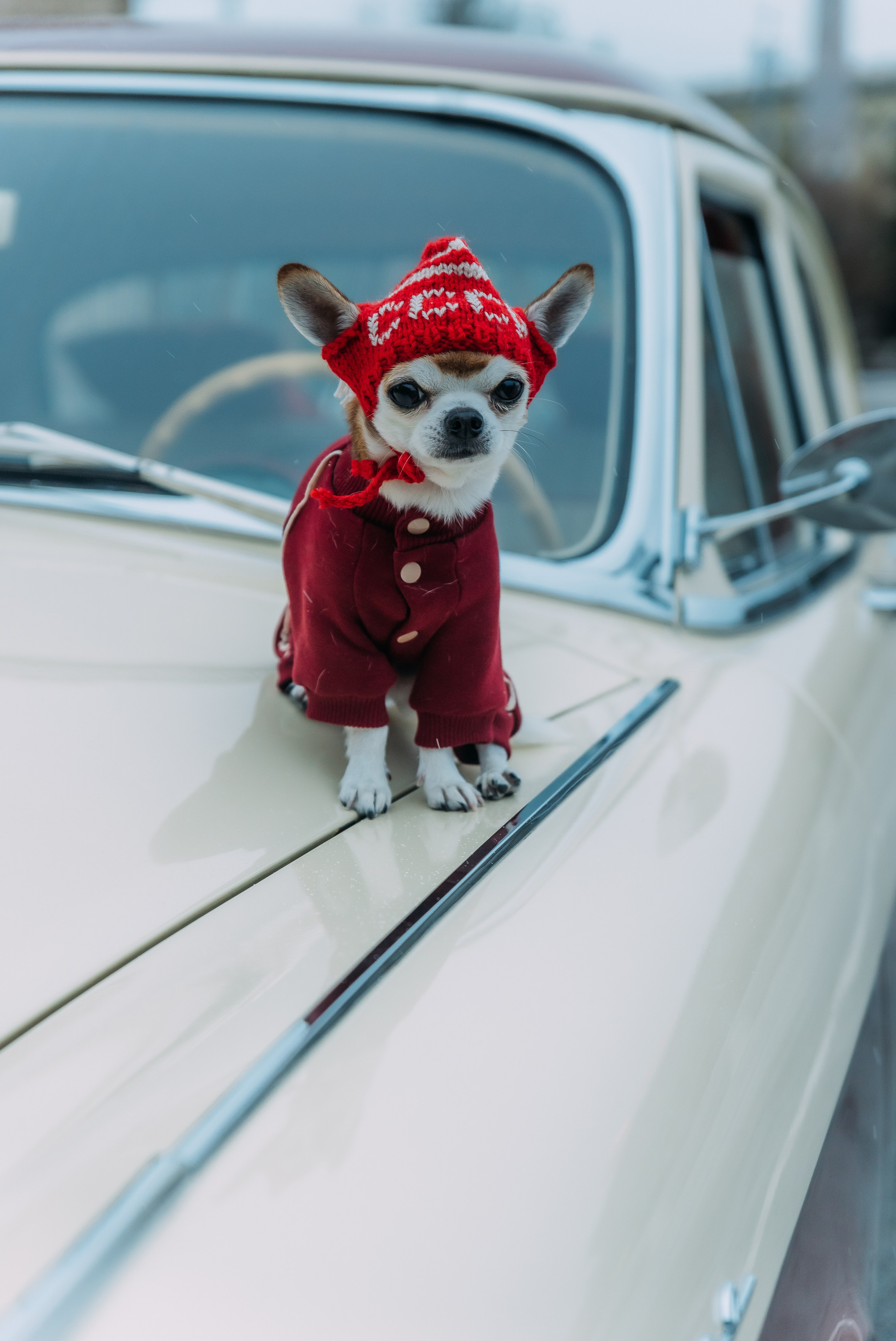 ЛЕНА и БРУНО. Ольга Козлова фотограф Волгоград olkiny-fotki.ru