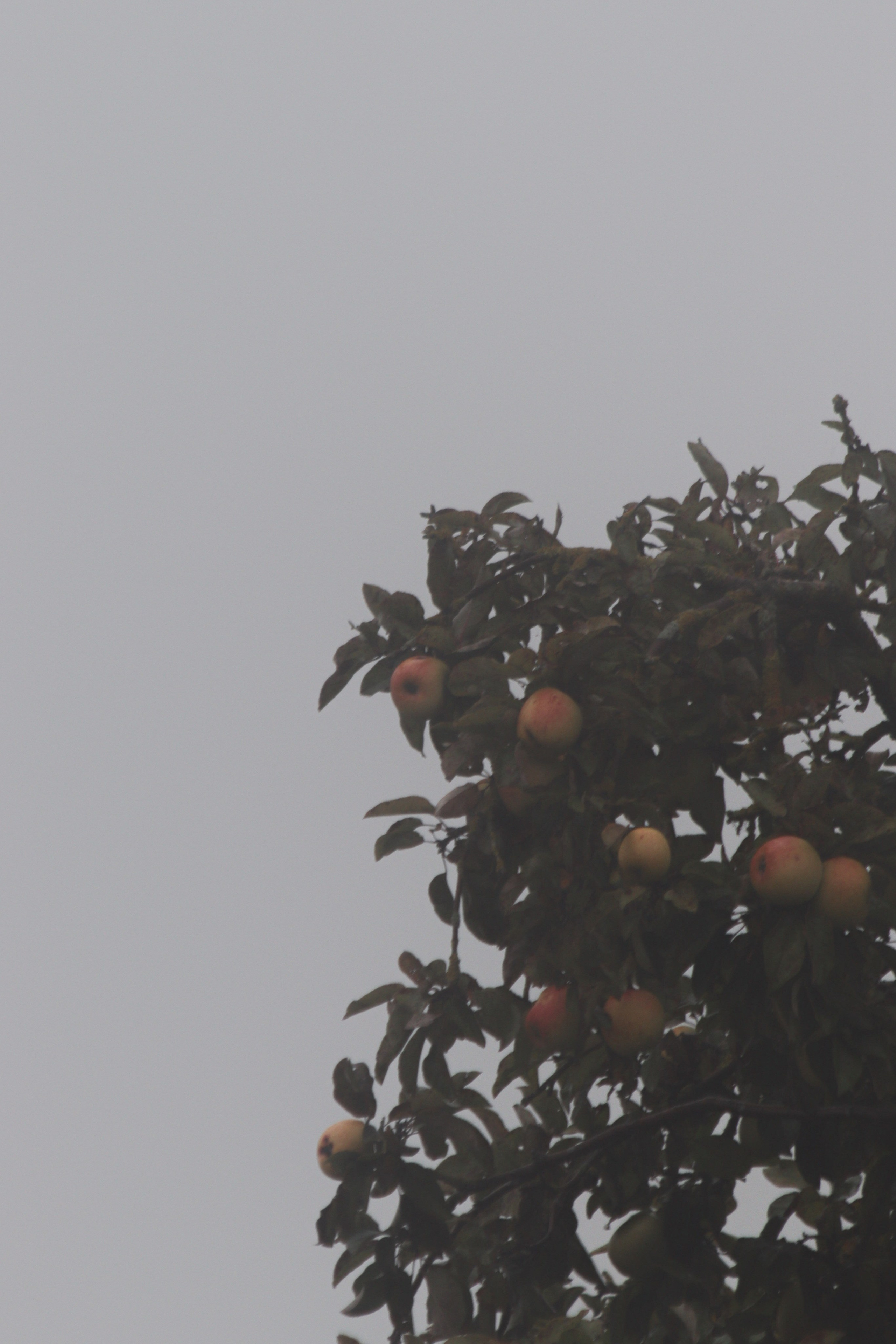 Т У М А Н. — Digital Noise —