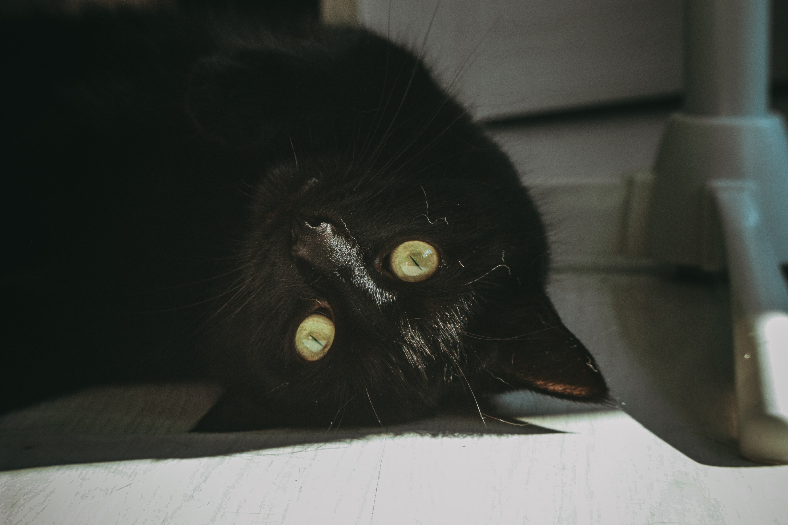 Л Ю Ц И Ф Е Р. — Digital Noise —