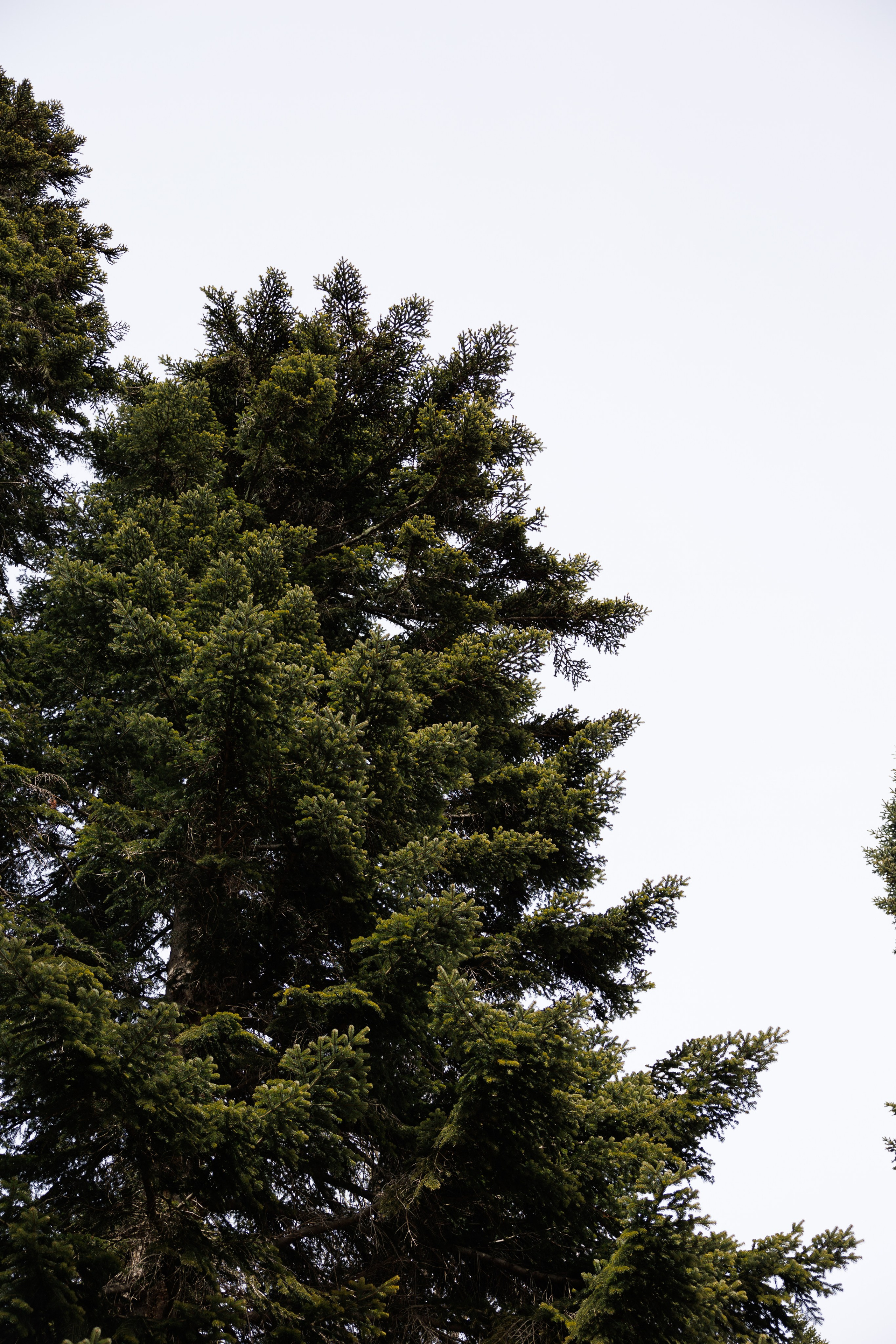 Тур, Архыз. Фотограф Эдуарда Титанян