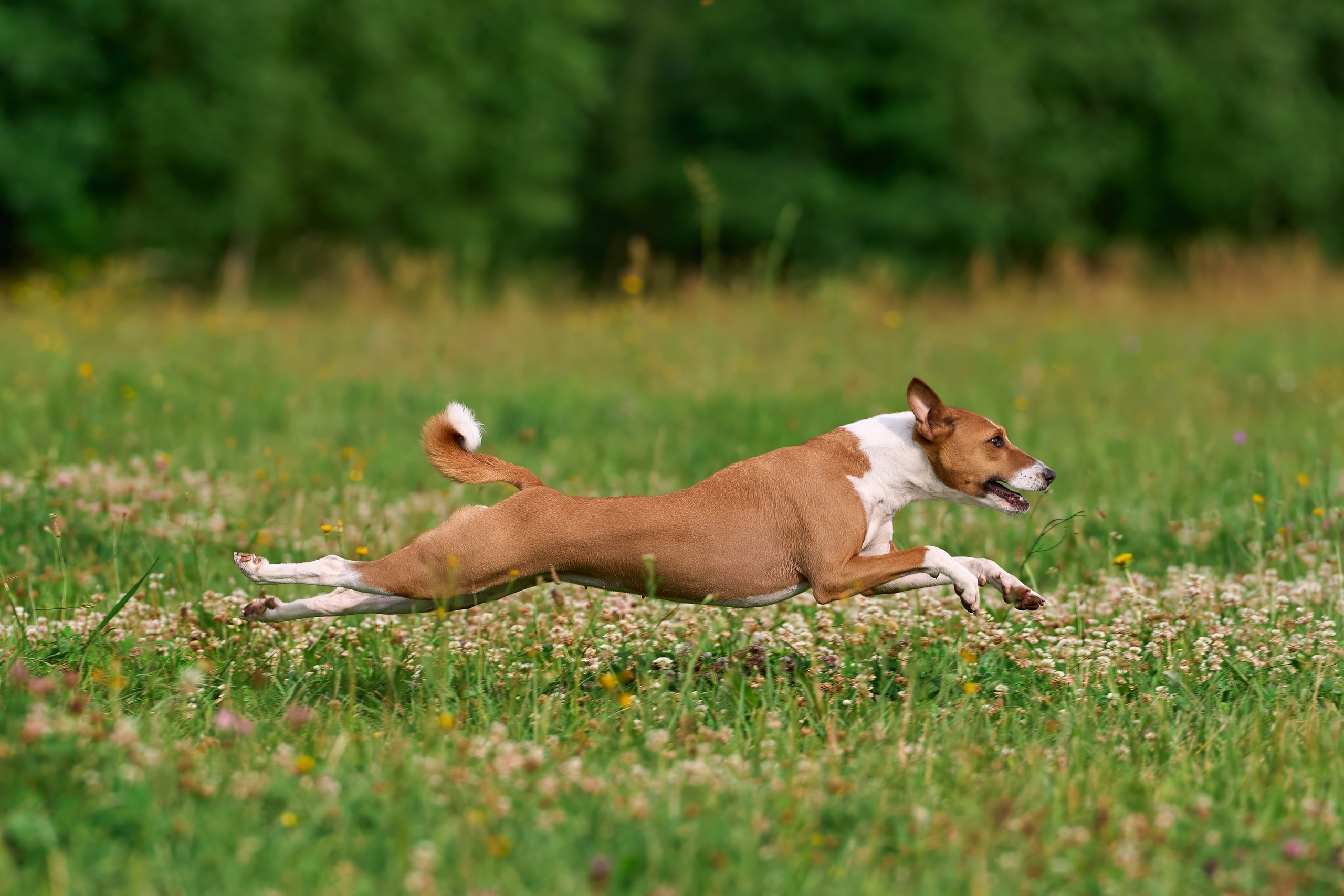 Тренировка по курсингу в Донино. Фотограф-анималист Михаил Манухин