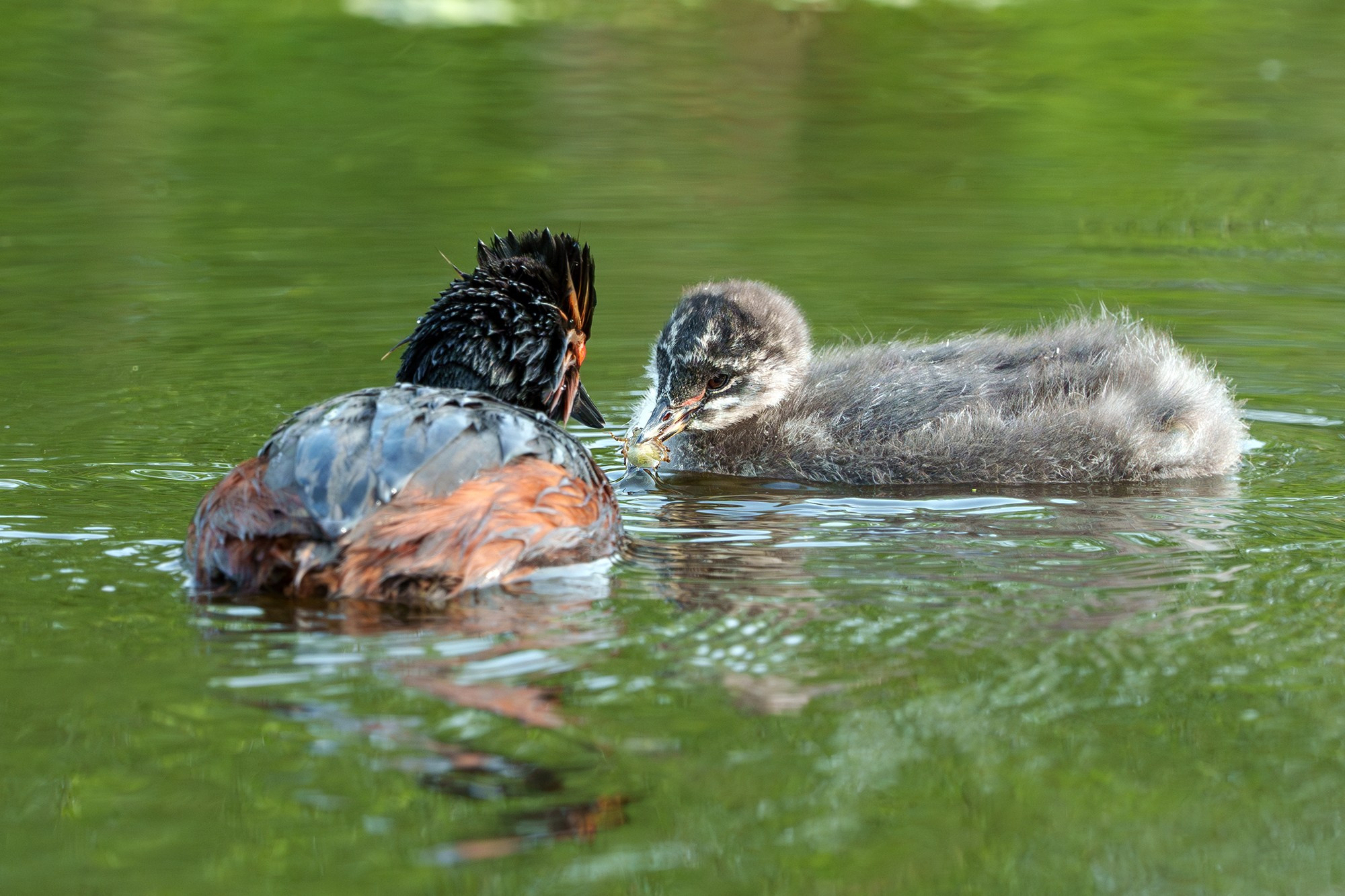 Удивительные мир птиц. Вокруг нас столько прекрасного — присмотритесь!. Ваш личный фотограф Марина Волкова