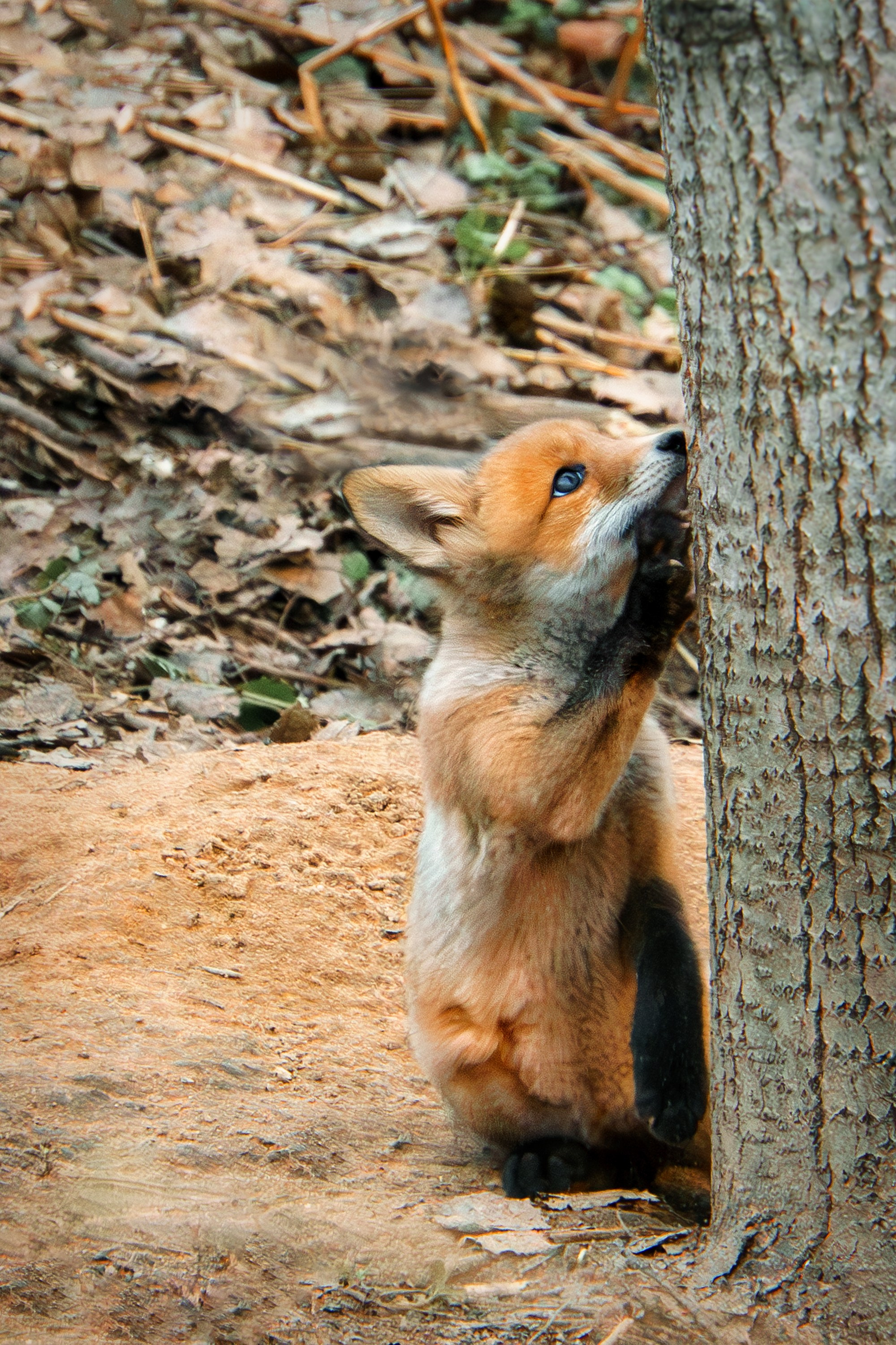Животные. Ваш личный фотограф Марина Волкова