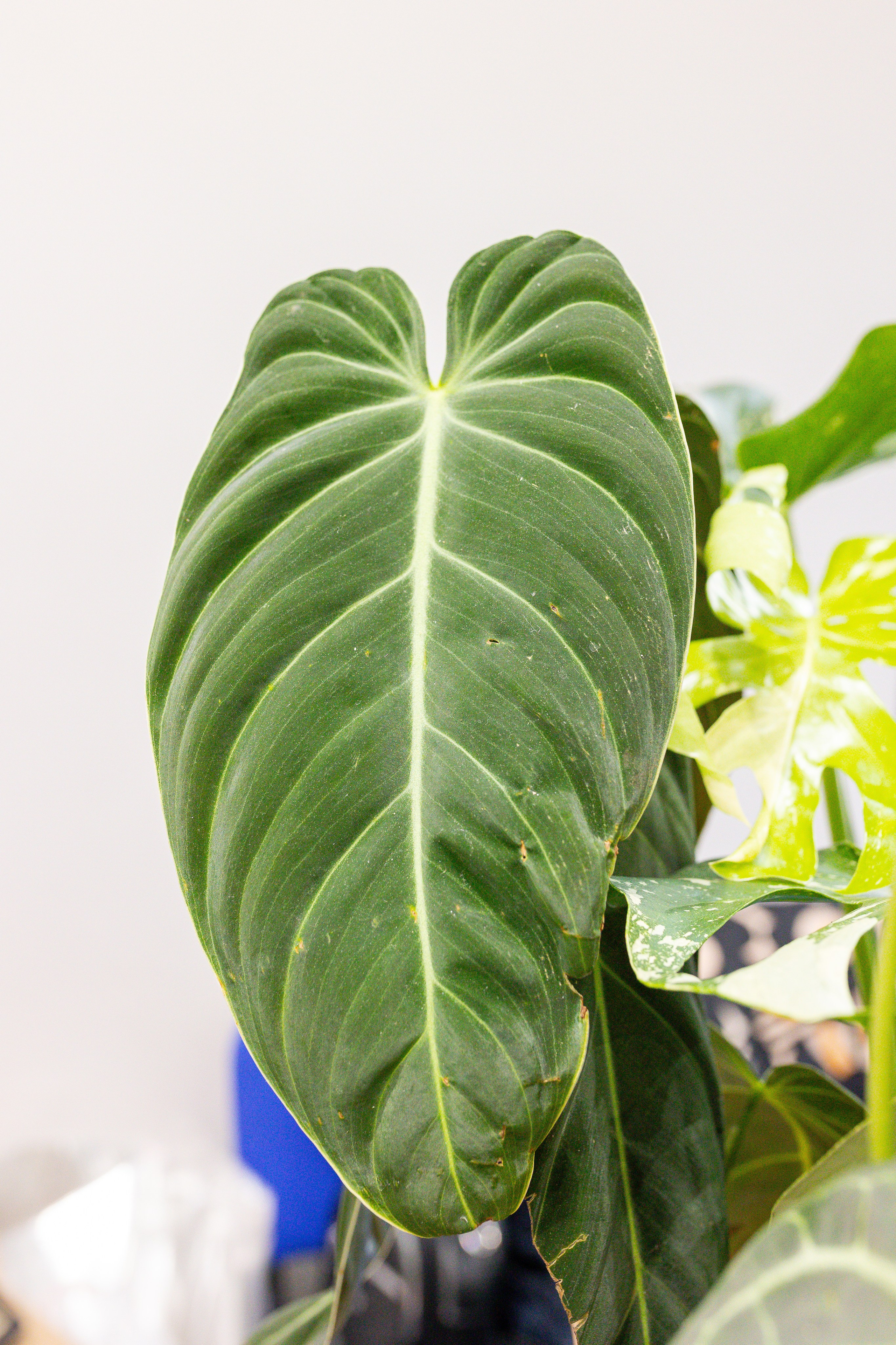 Монстериум 11–12 октября. Александра Куликова фотограф, Москва