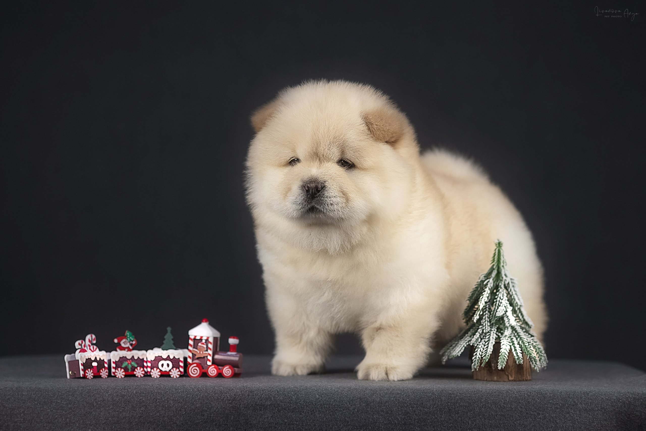 Чаушки. Фотограф анималист Аня Ливанова | Рыбинск