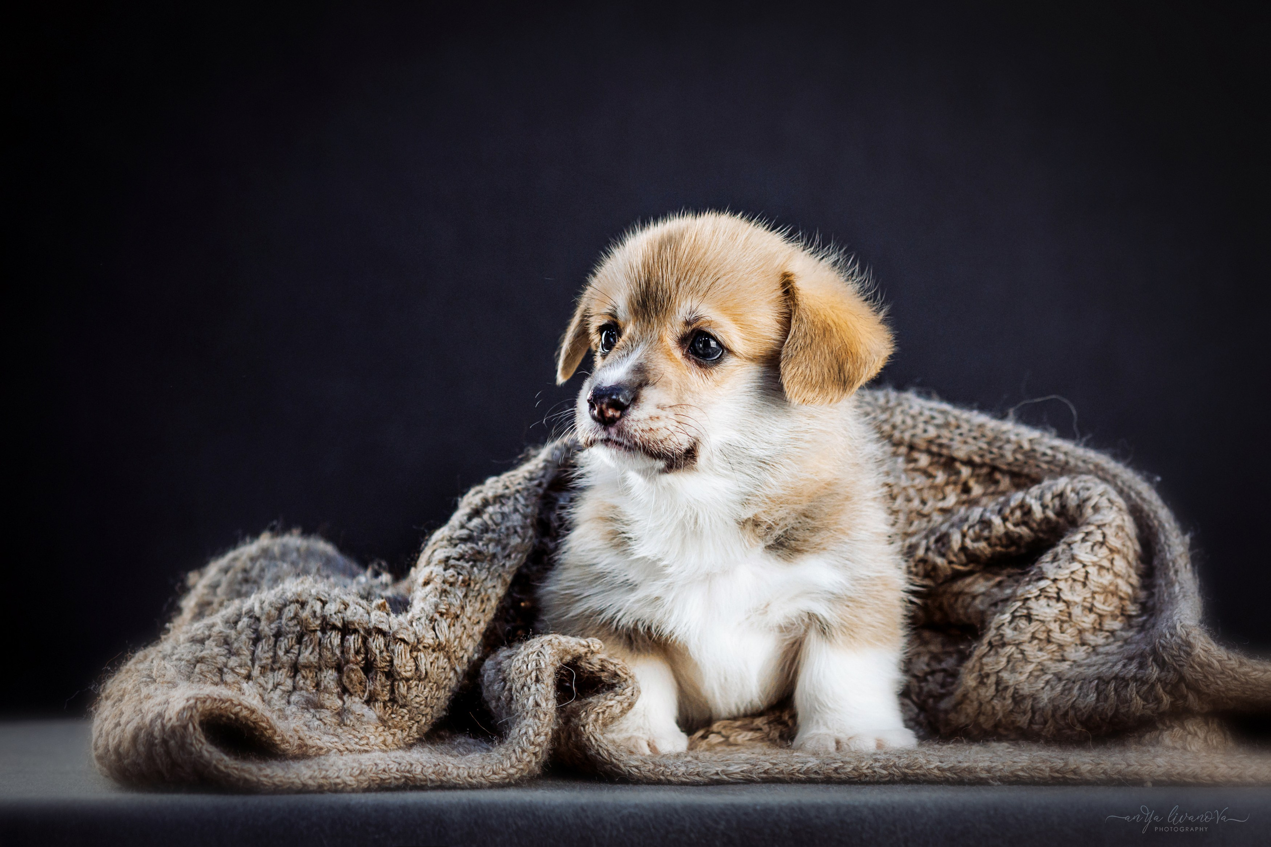 Коржики. Фотограф анималист Аня Ливанова | Рыбинск