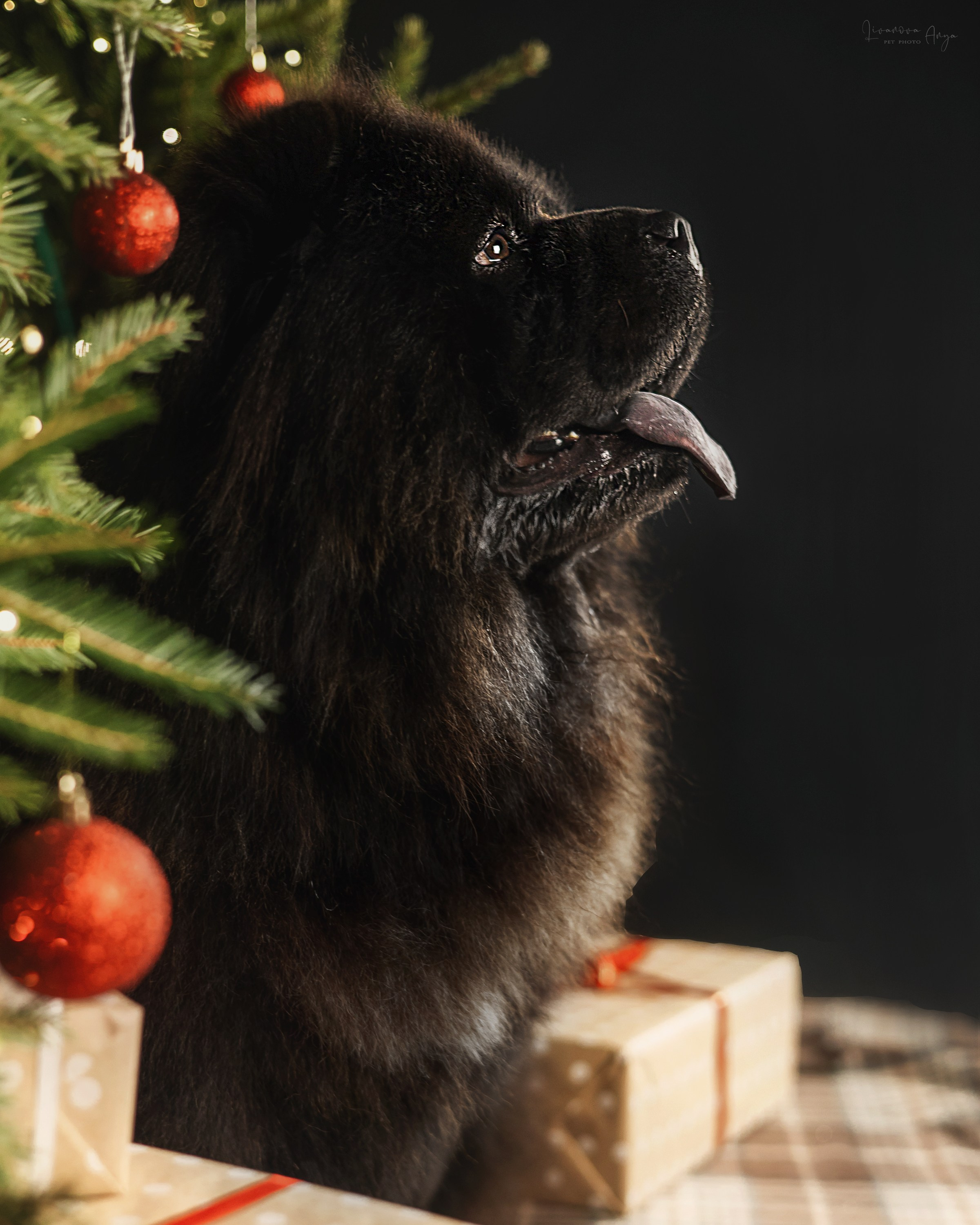 Фотодень_1 2025. Фотограф анималист Аня Ливанова | Рыбинск