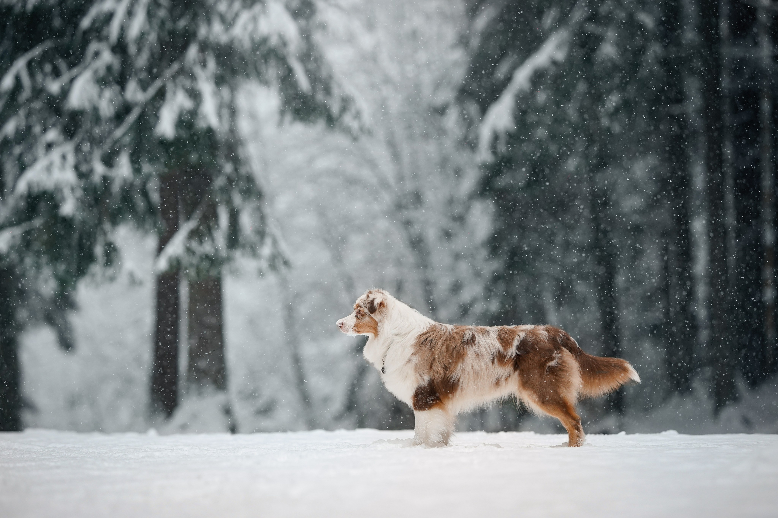 Панда. Фотограф-анималист в Санкт-Петербурге Яна Мартынова