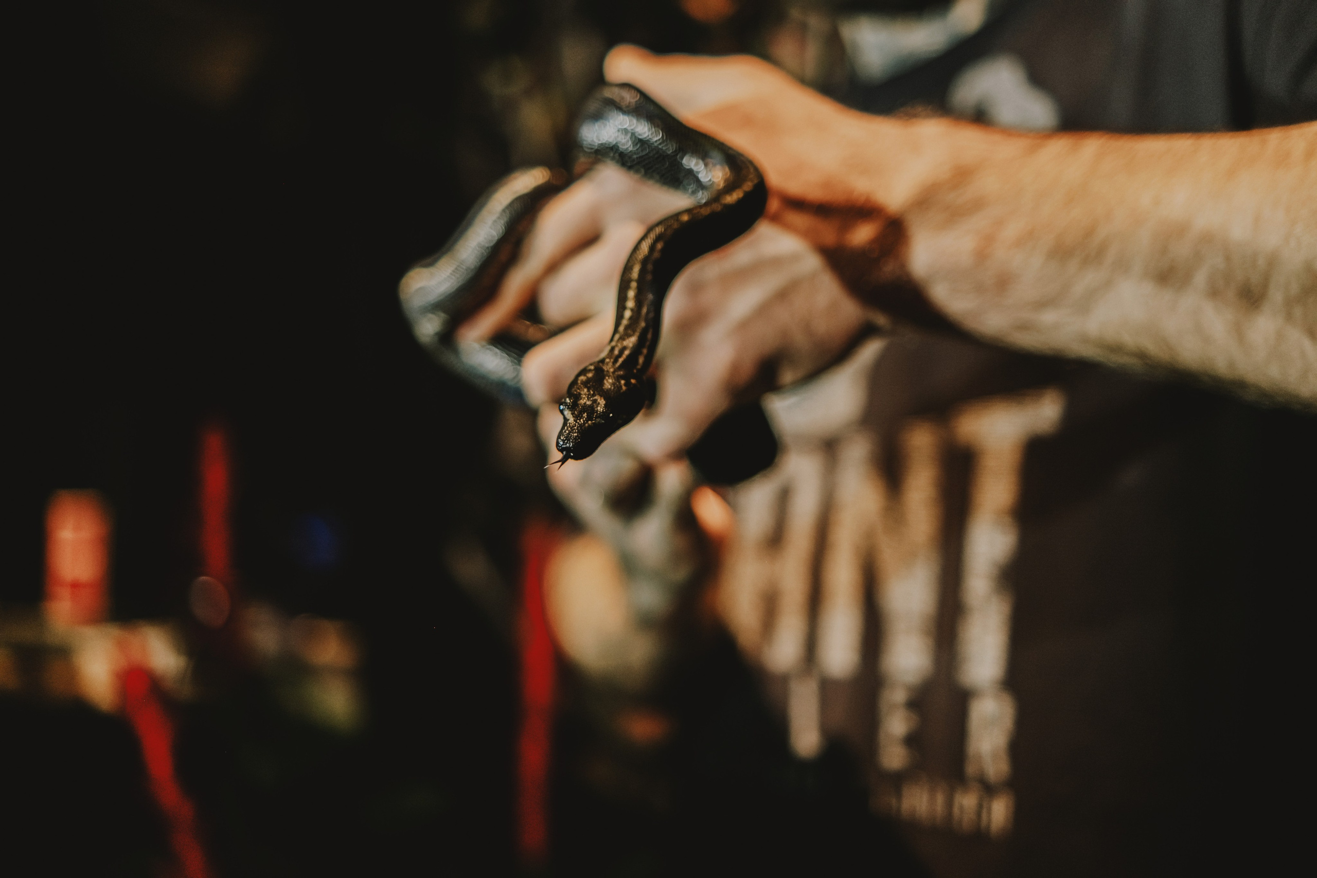 Дом Драконов. Nattie.ph