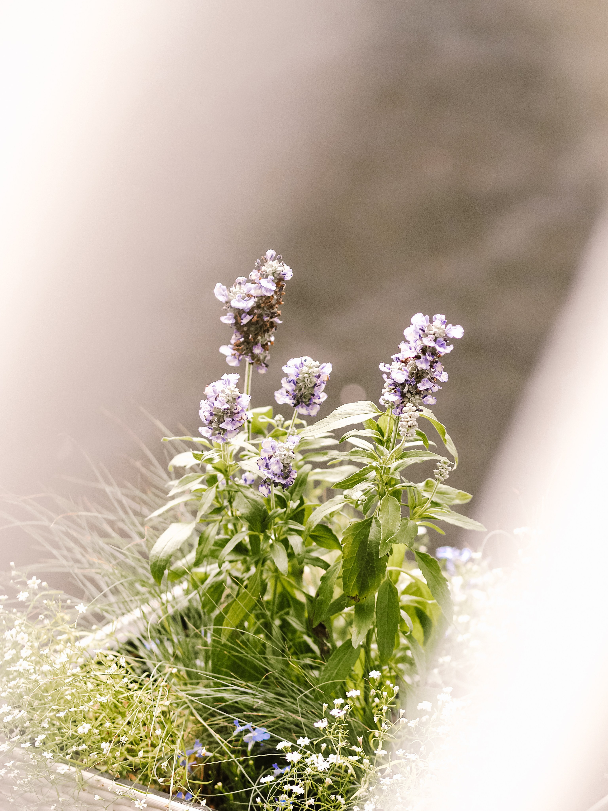 Михаил и Анастасия. Фотограф Рязань. Семейный Свадебный фотограф