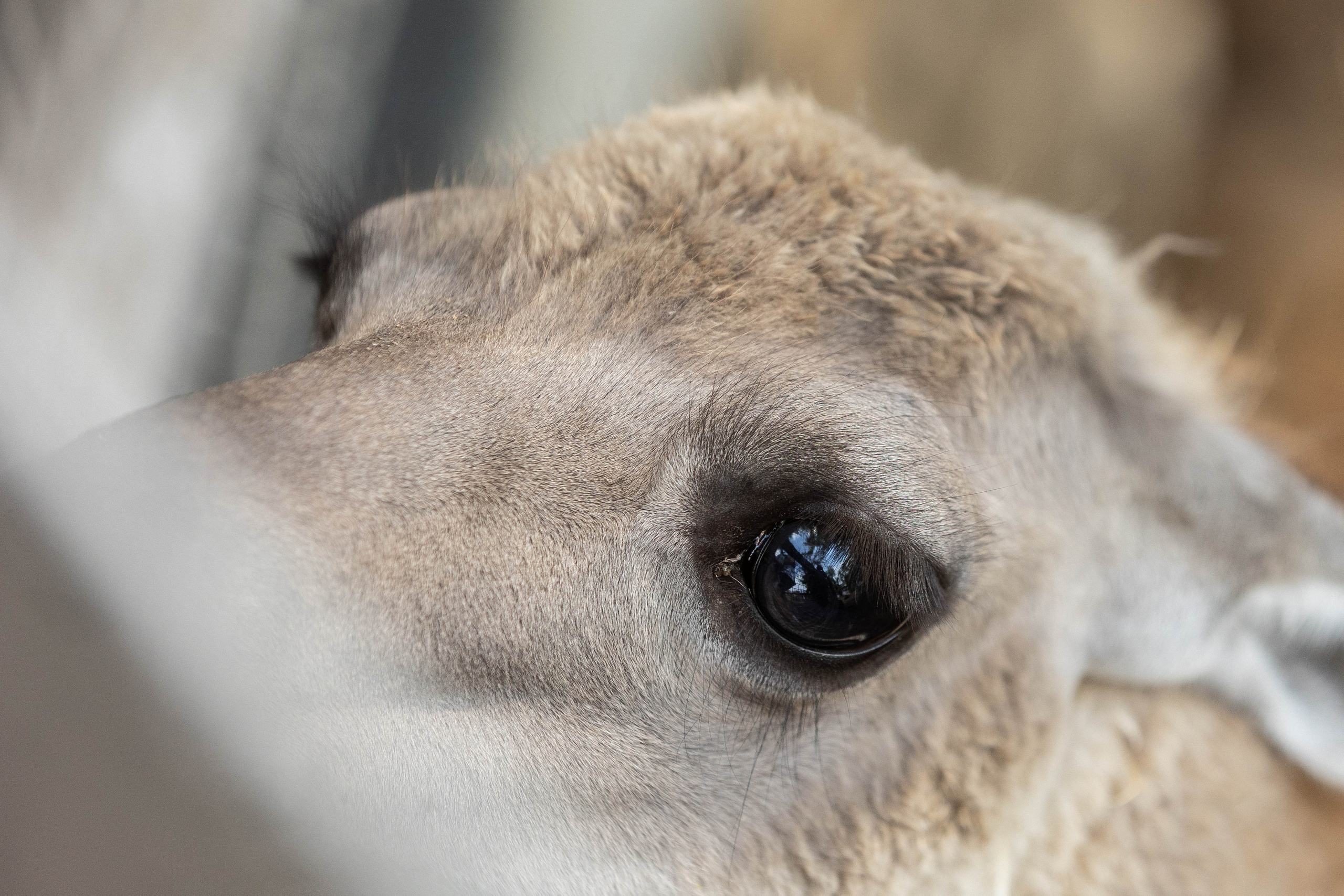 Зоопарк Малинки. Фотограф-АниМалист Анна Абрамова