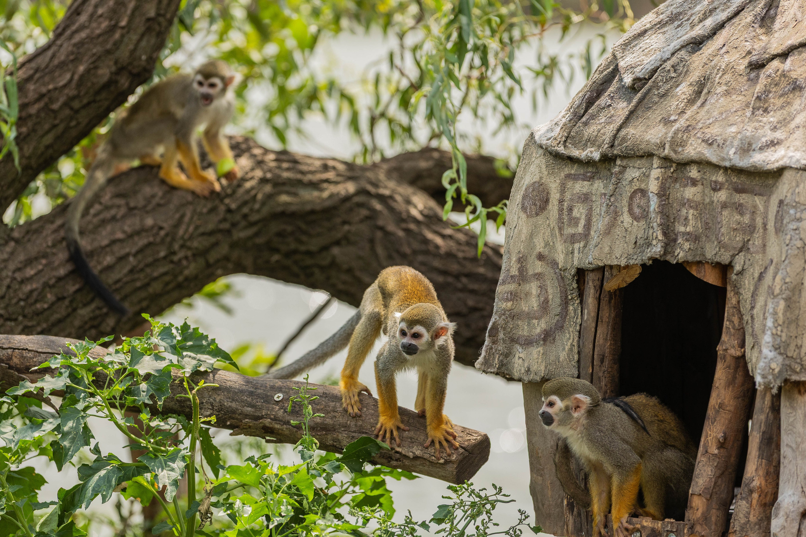 Зоопарк Малинки. Фотограф-АниМалист Анна Абрамова