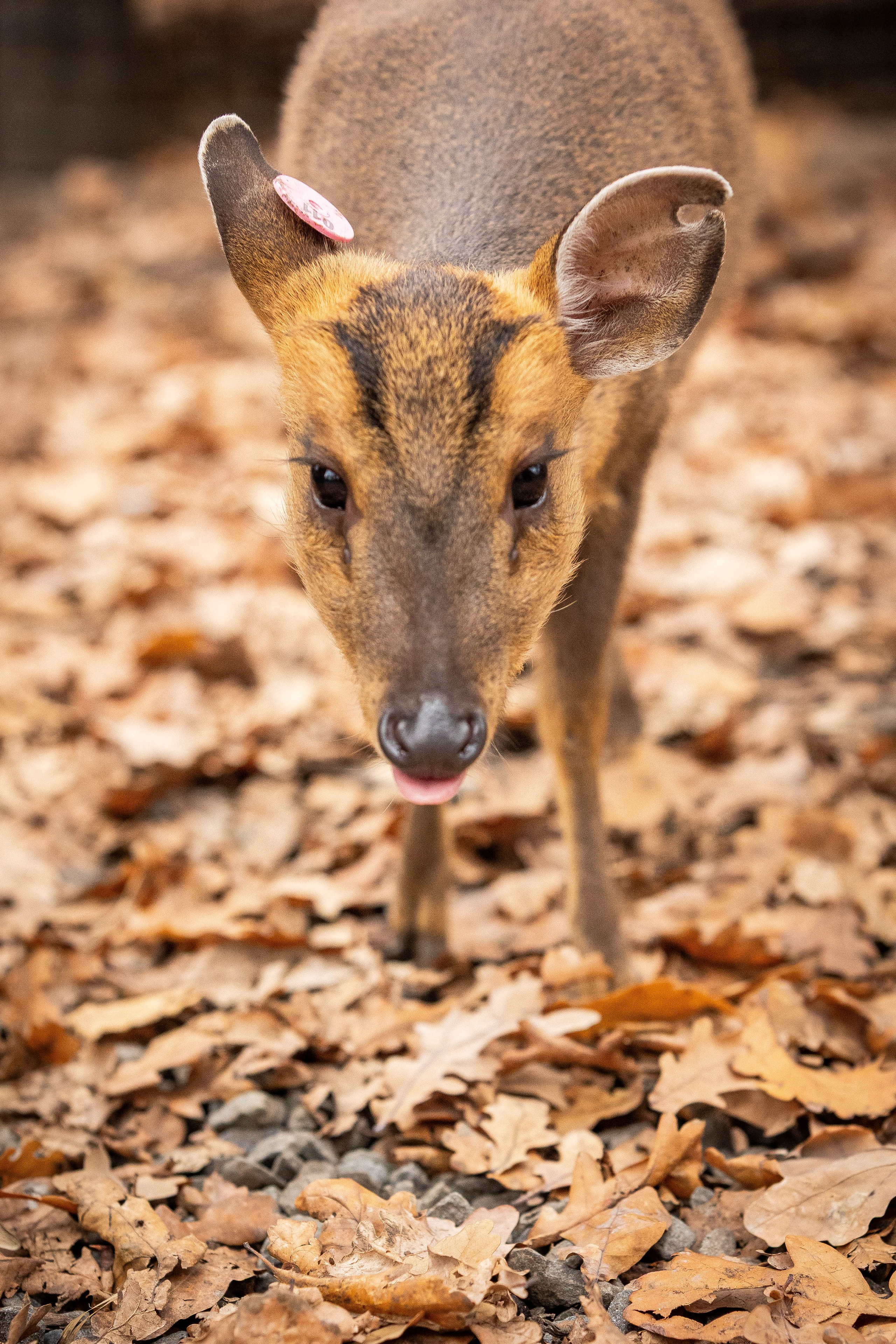Зоопарк Малинки. Фотограф-АниМалист Анна Абрамова