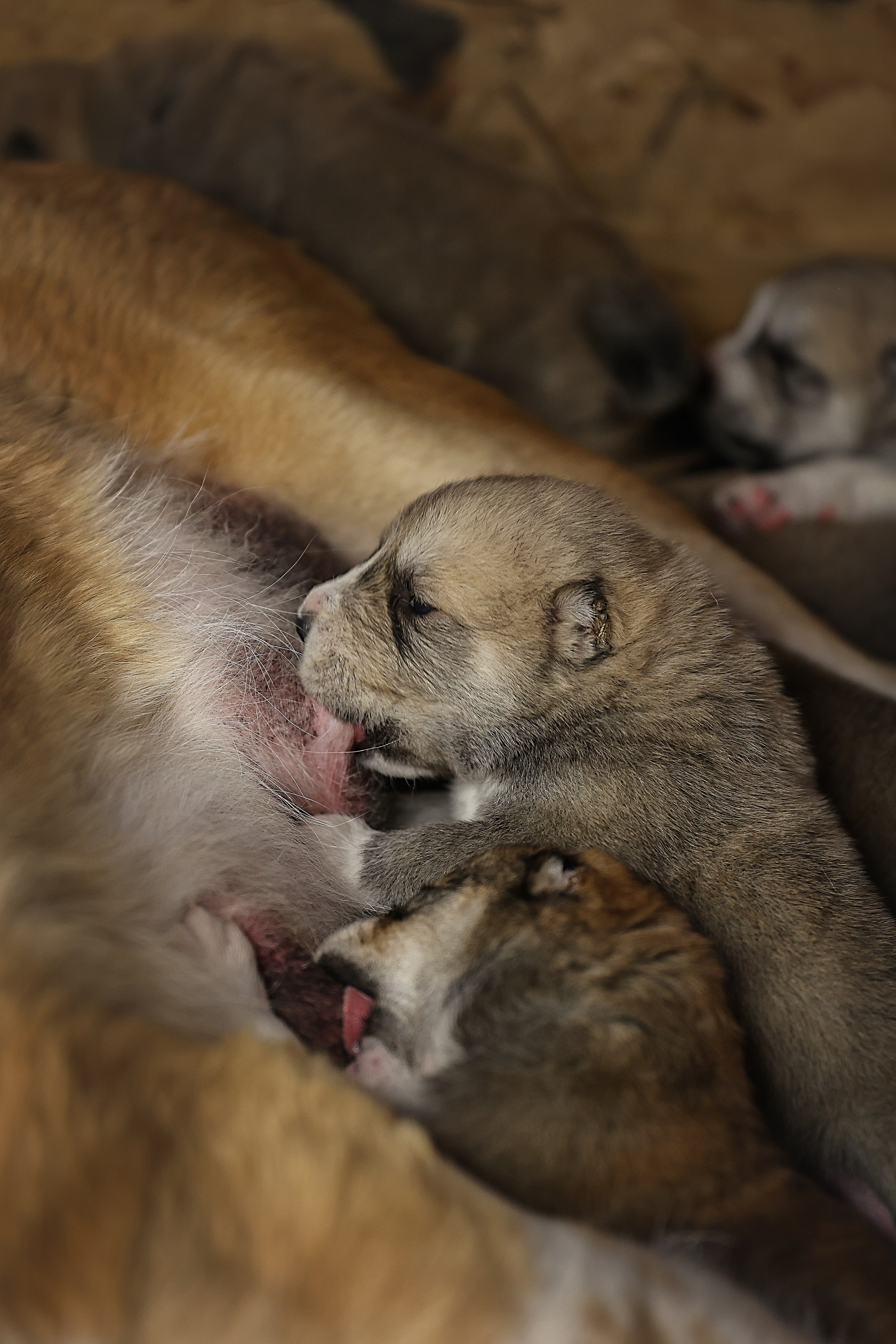 ФОТОССЕСИЯ ЩЕНКОВ. Фотограф-АниМалист Анна Абрамова