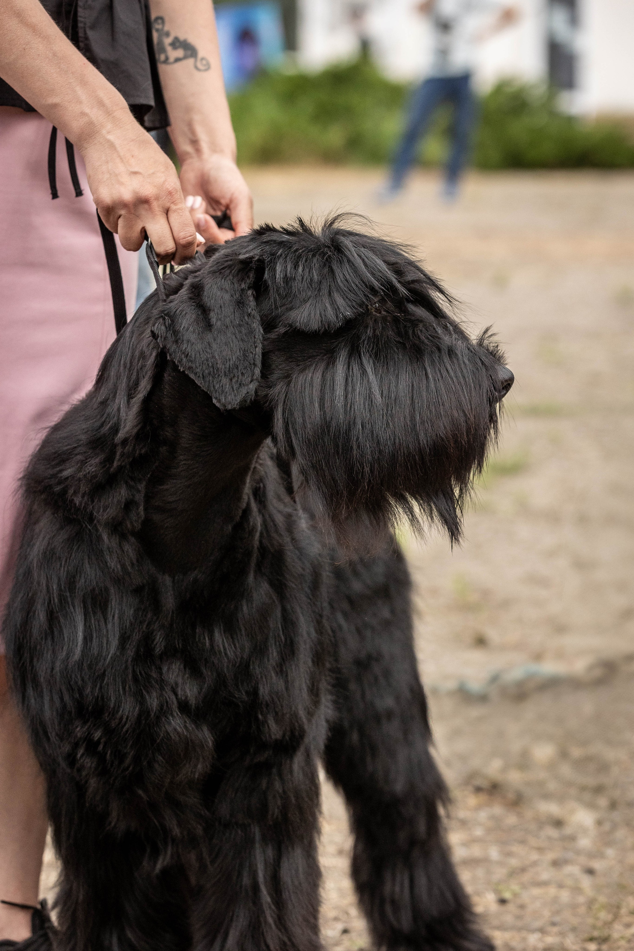 Репортаж (фото с выставок). Фотограф-АниМалист Анна Абрамова