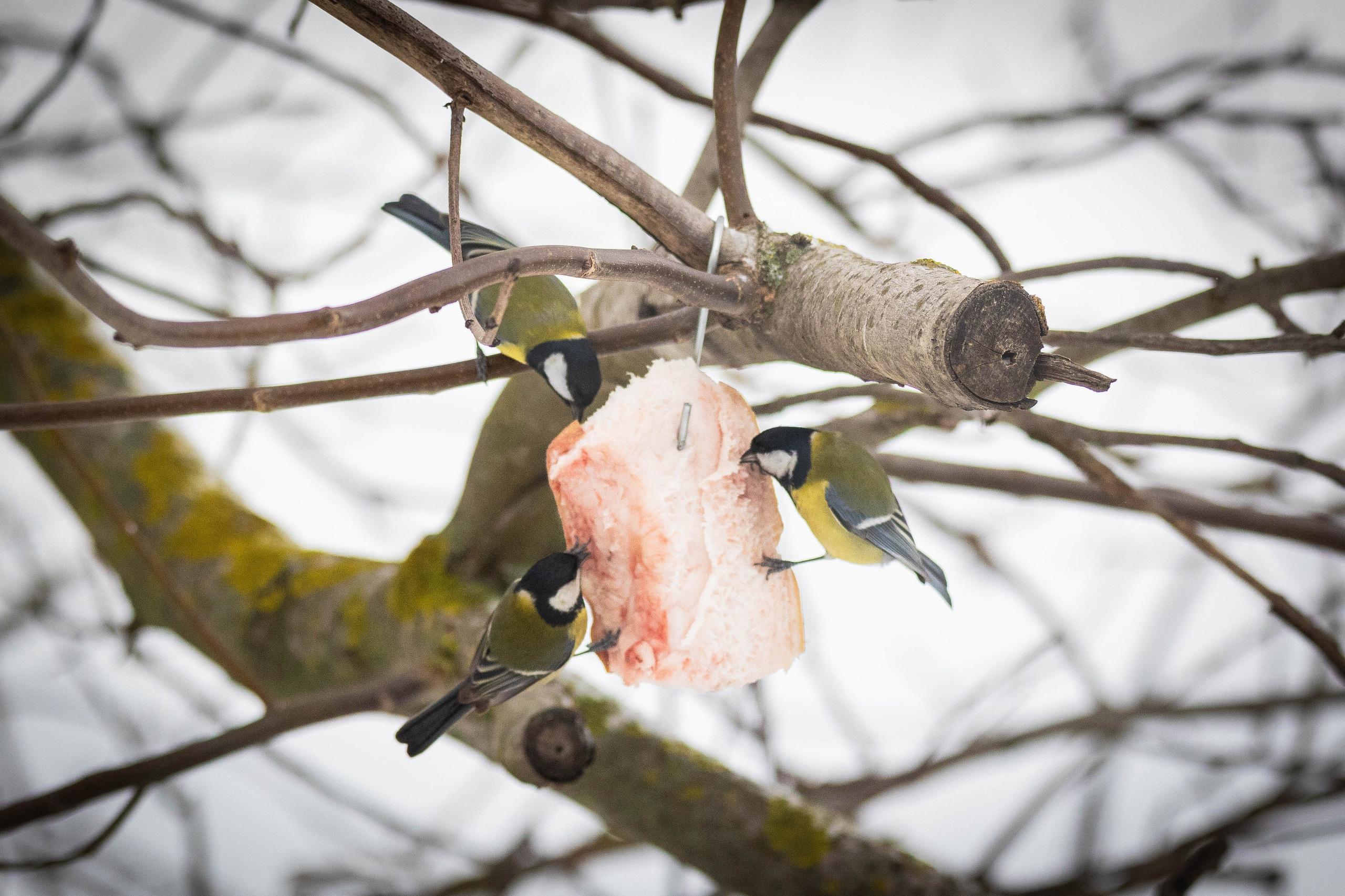 Дикий животный мир. Фотограф-АниМалист Анна Абрамова