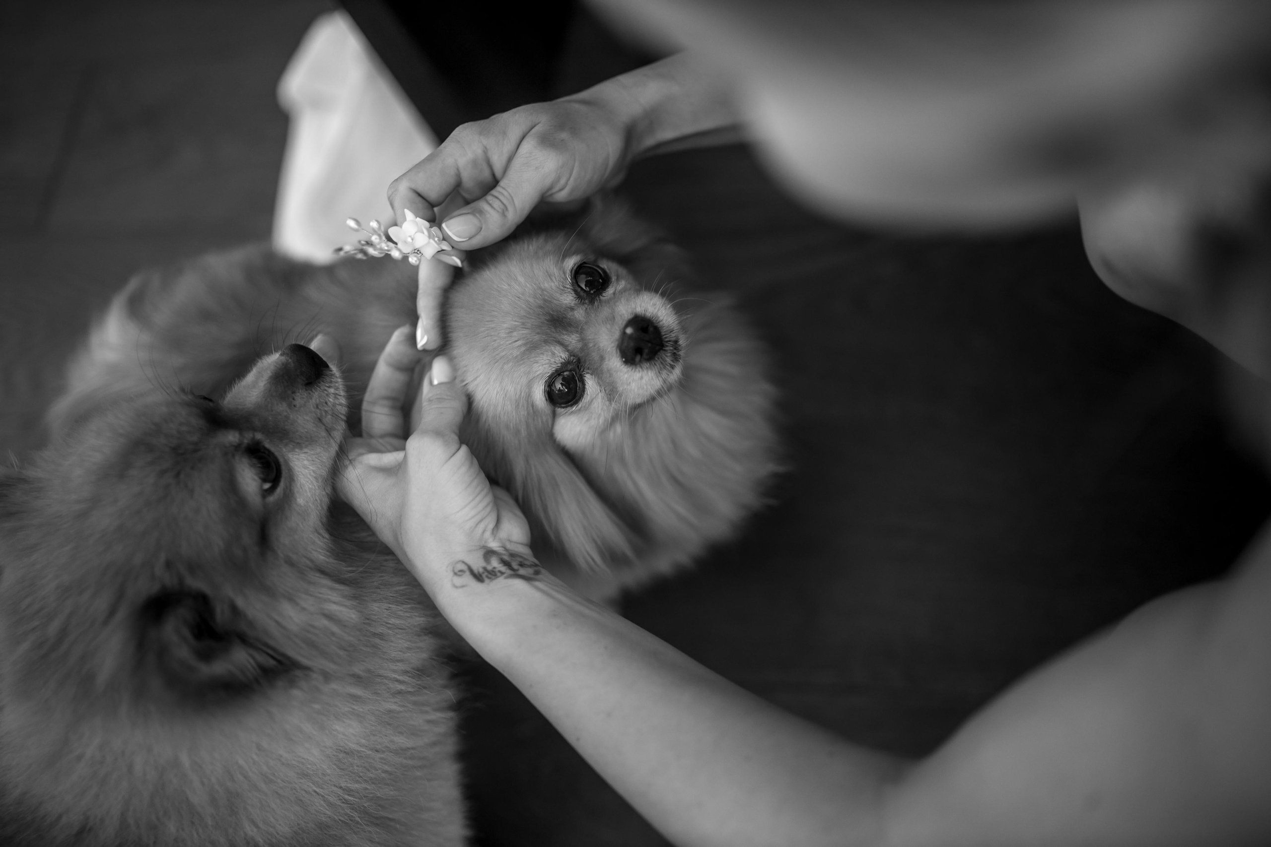 Свадьба в Крыму. Свадебный и семейный фотограф в Севастополе и в Крыму Анастасия Корчак