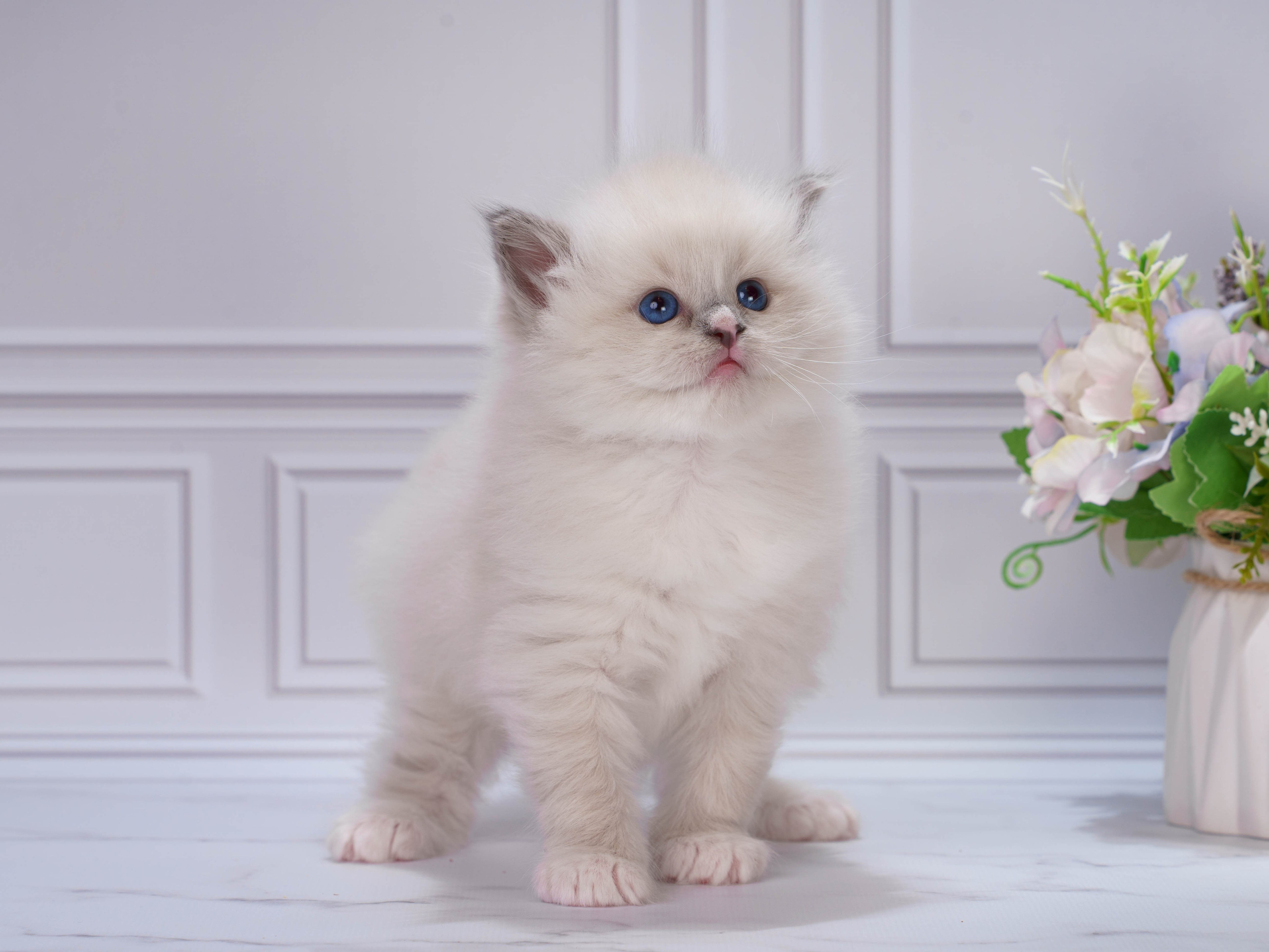 Котята рэгдолл от Loyal Adore. Питомник рэгдолл Loyal Adore