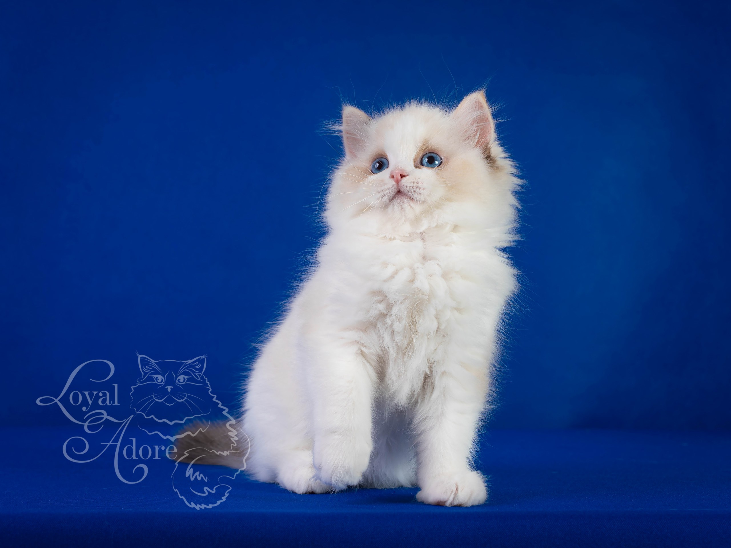 Кошки производители Loyal Adore. Питомник рэгдолл Loyal Adore