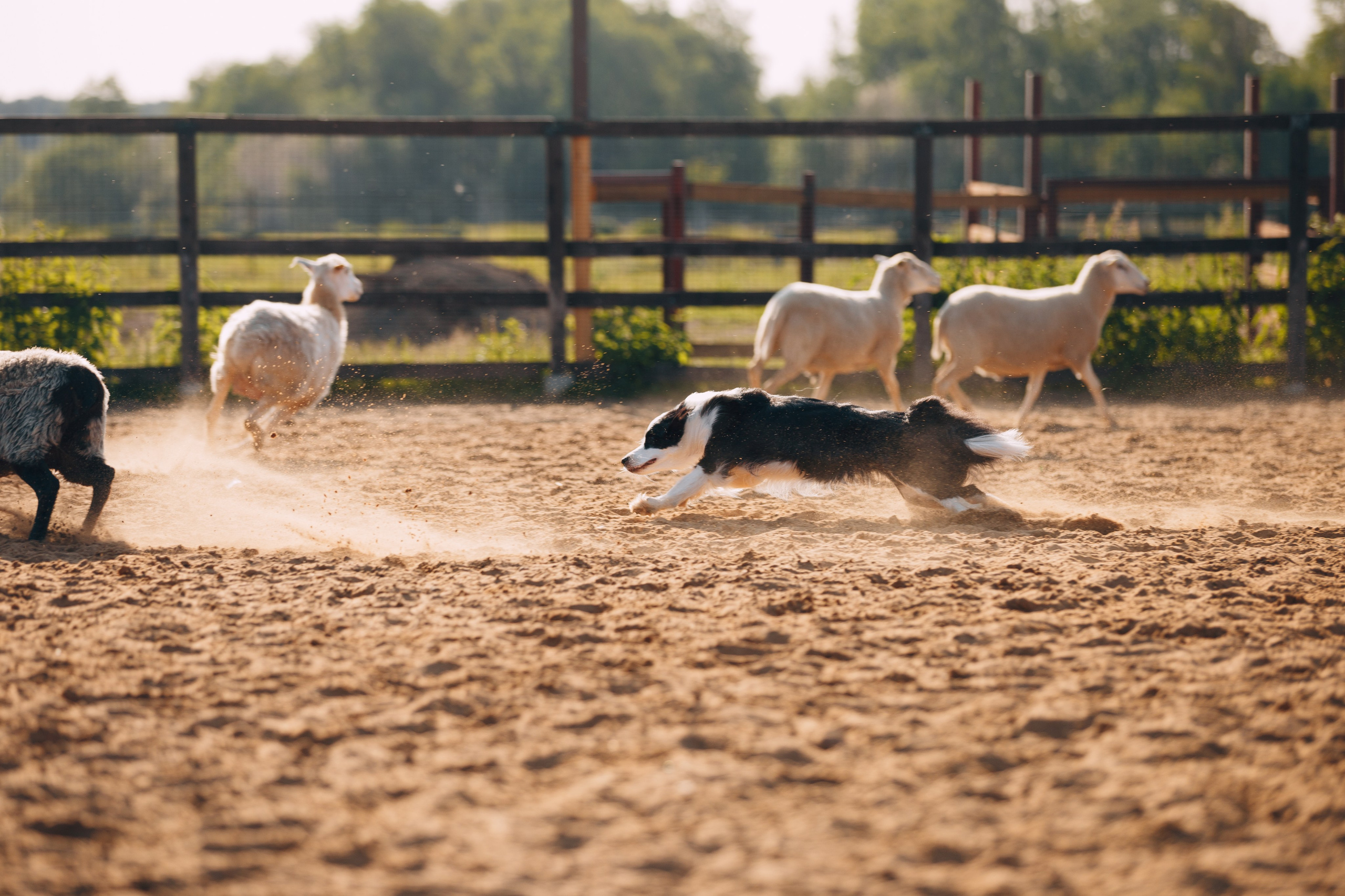 Кинологический лагерь в Горыныче. Фотограф анималист Кристина Карпова, Москва