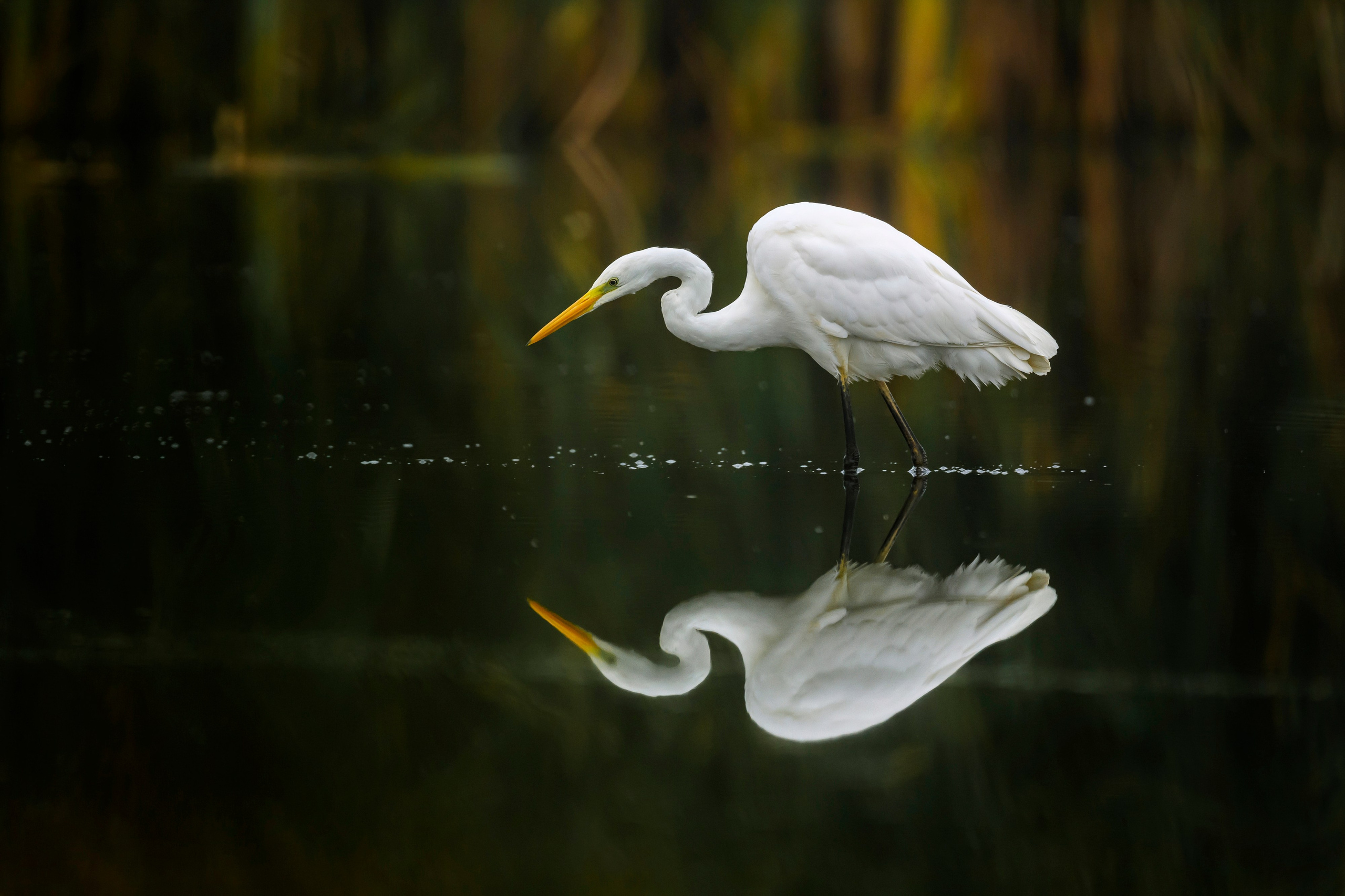 Цапли. Wildlife photography by Sergey Puponin