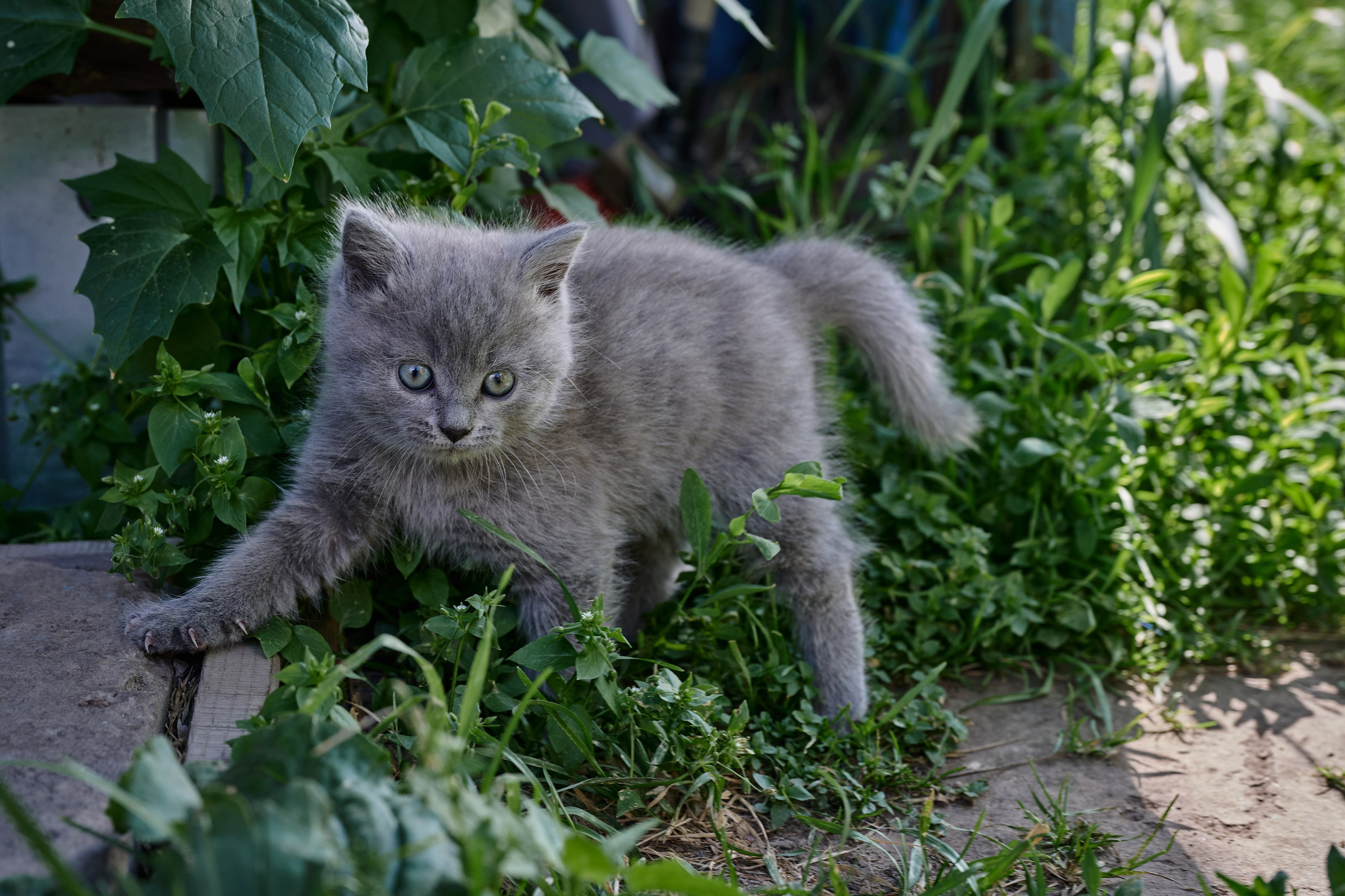 Фотосессия The Кот. Фотограф Роман Адлер