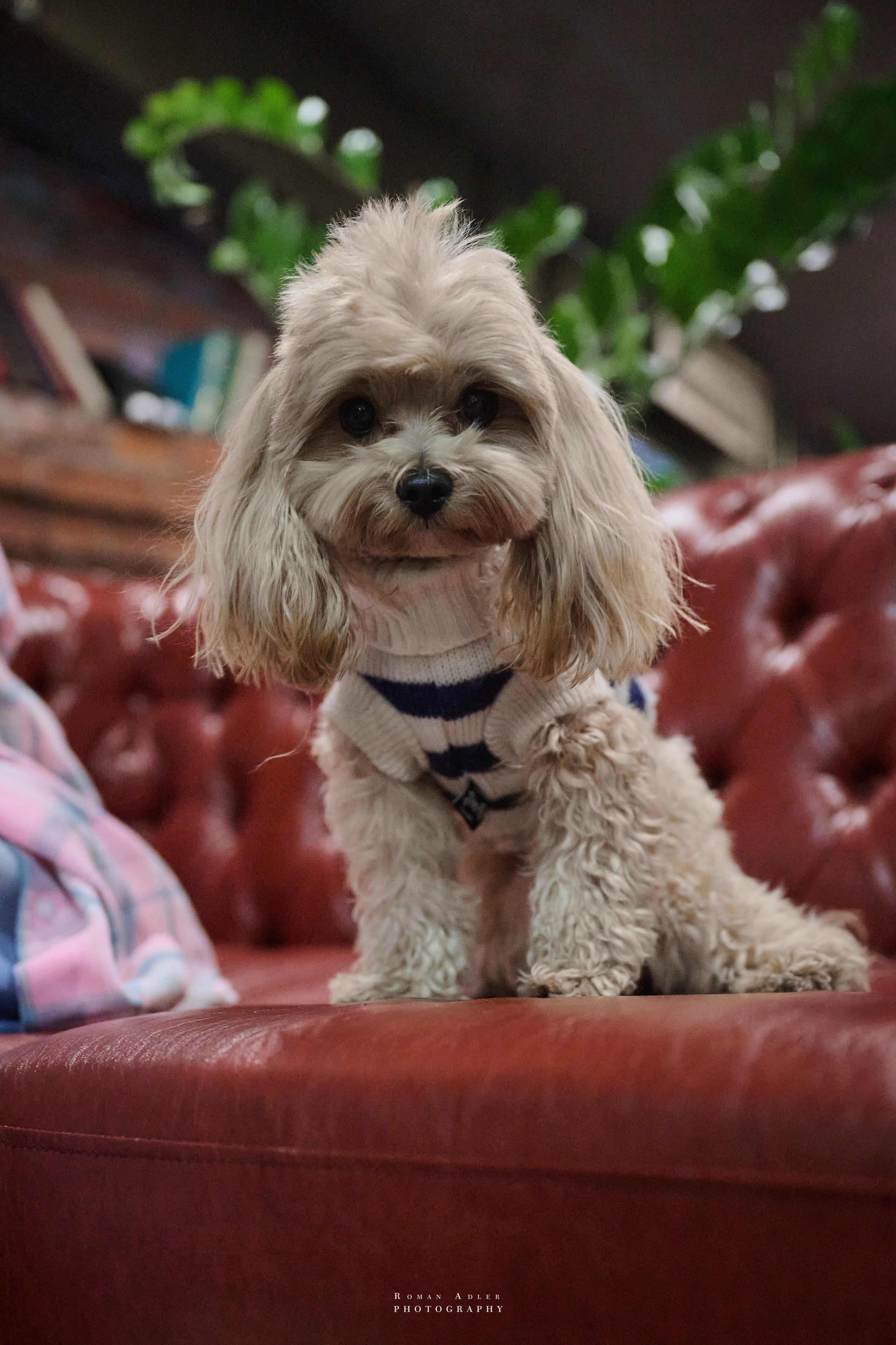 IT self. Фотограф Роман Адлер