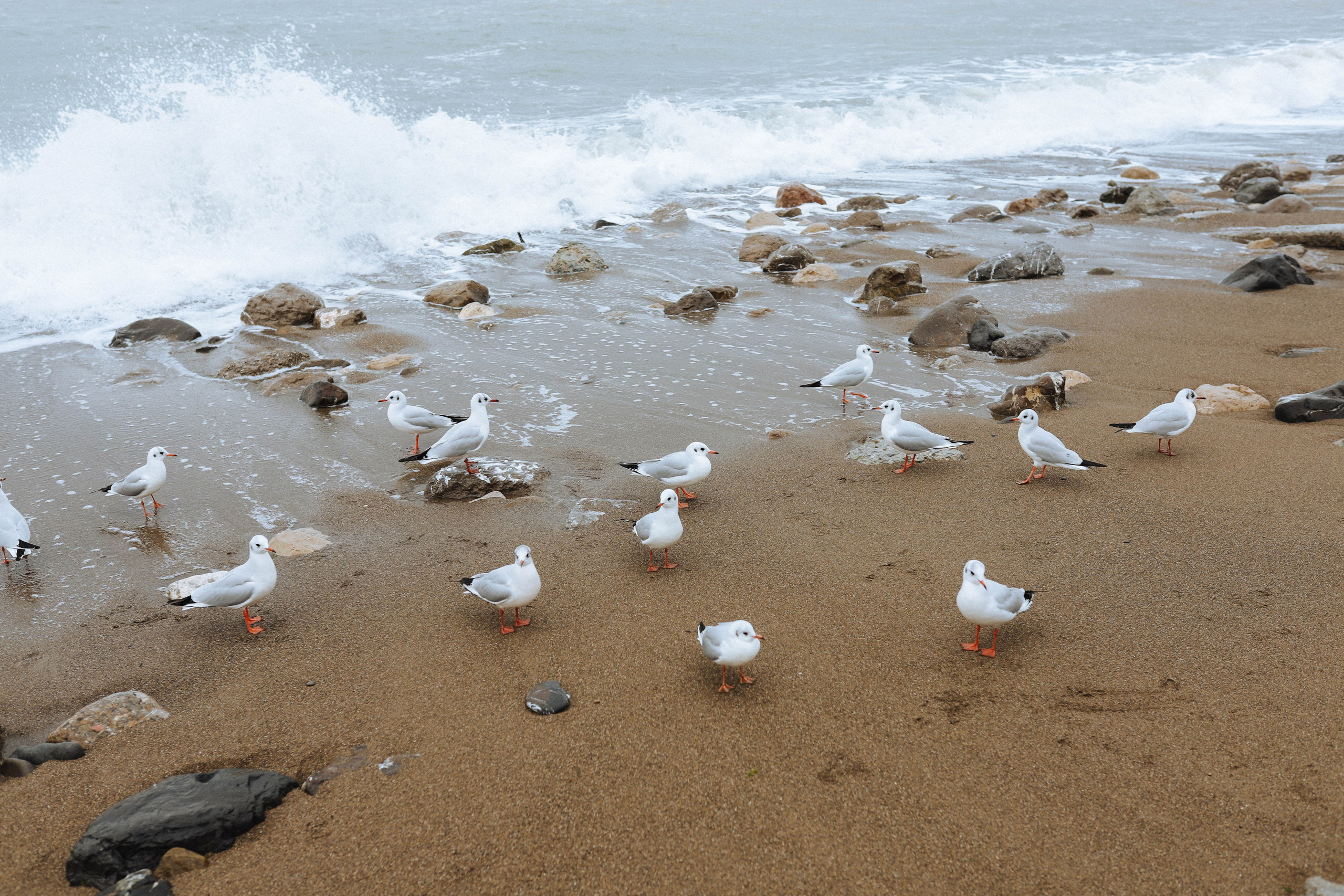 Николай & Мария. Свадебный фотограф в Ялте Булгакова Анна