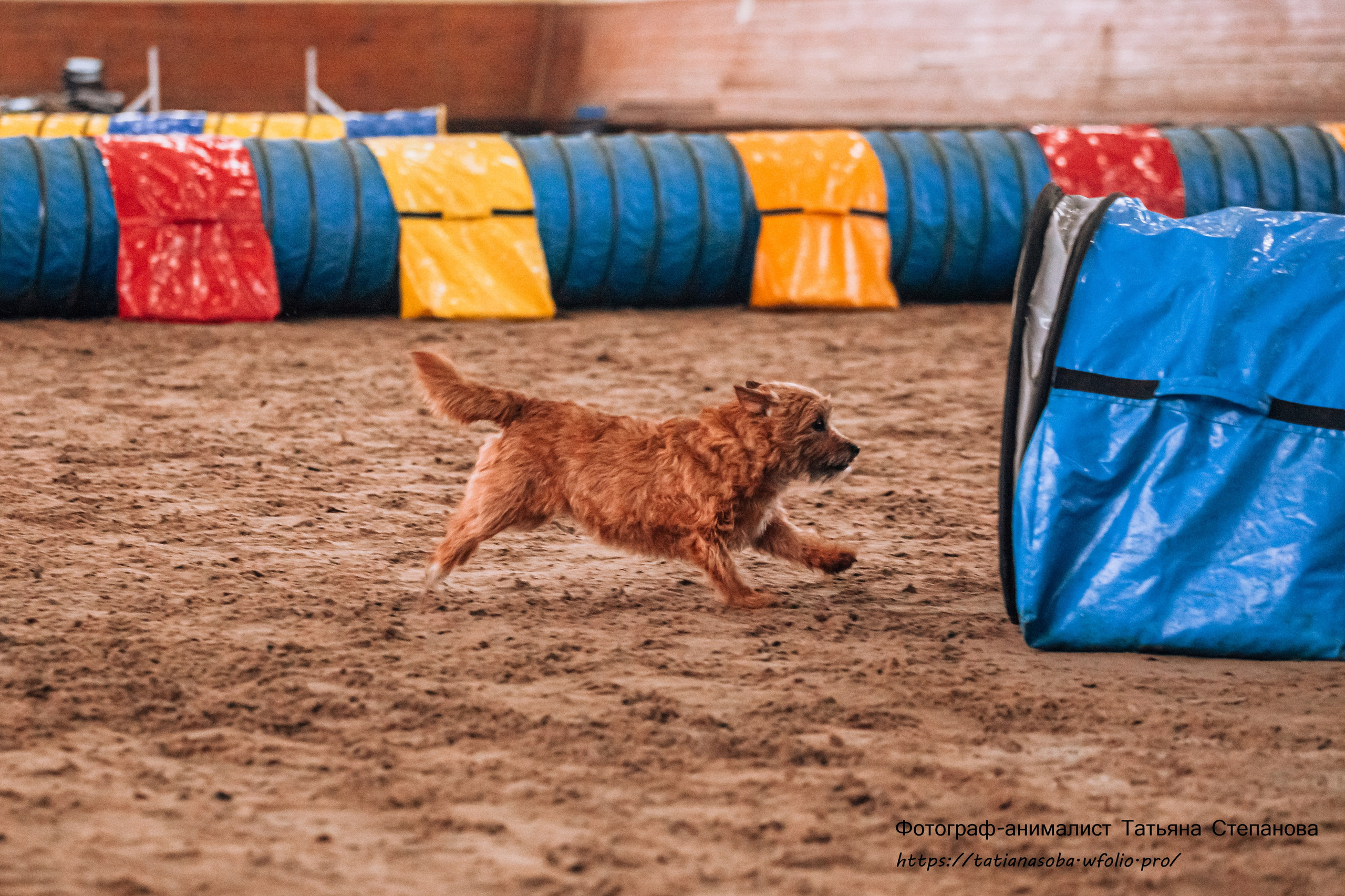 Соревнования по Аджилити 25.02.2024. Фотограф-анималист Татьяна Степанова