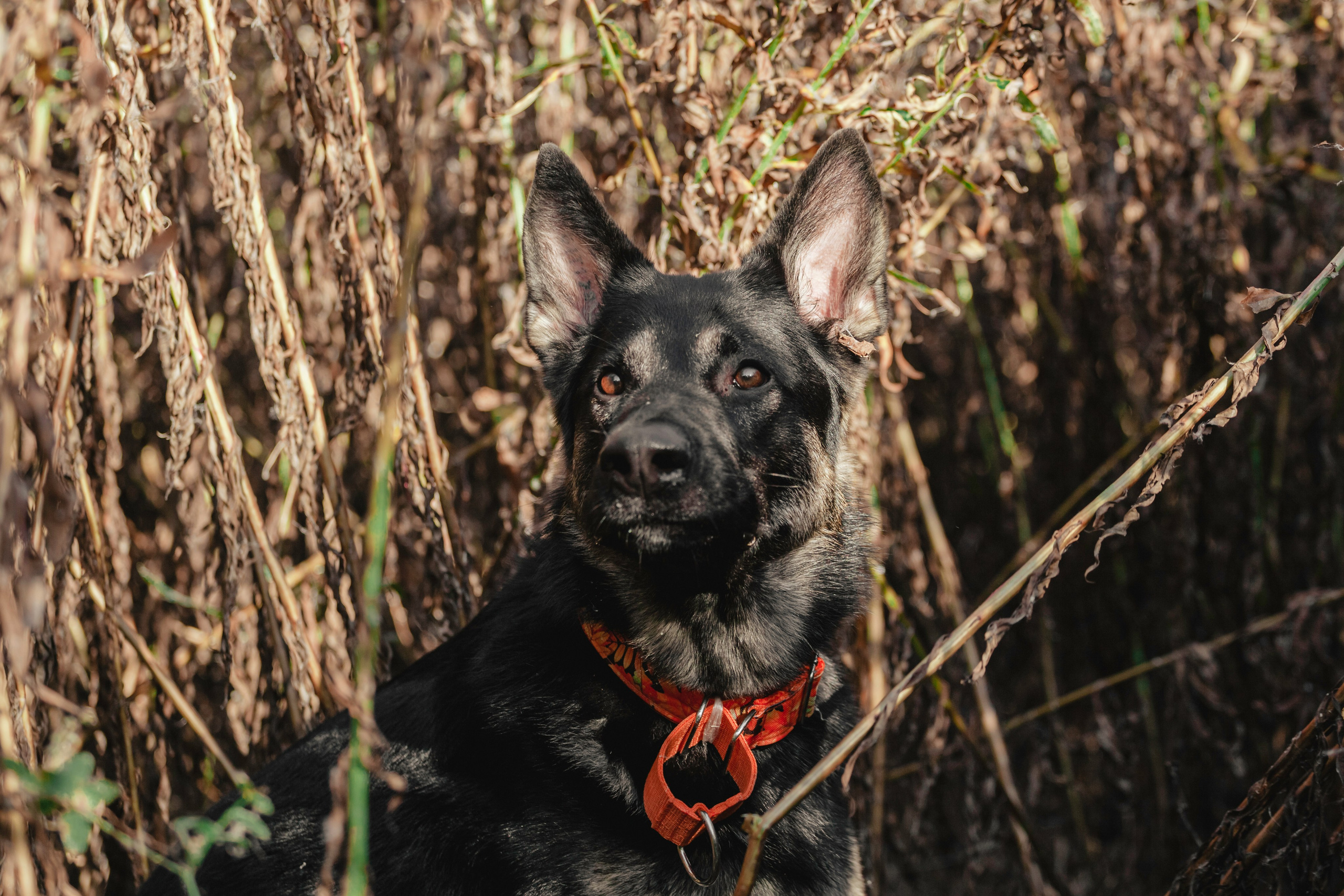 Илай. Фотограф-анималист Татьяна Степанова