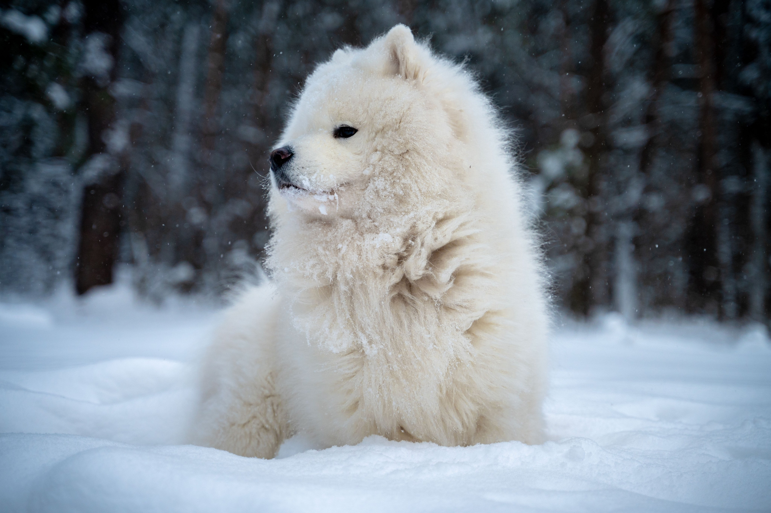 Прогулка с собакой. Зима, лес, Москва. Vadim Nevenglovskii Фотограф в разных жанрах