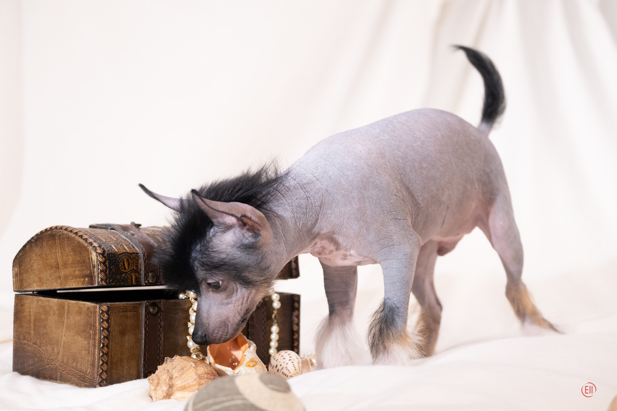 Помёт V. Фотосессия 2. 28.04.2024. Фотограф в Москве