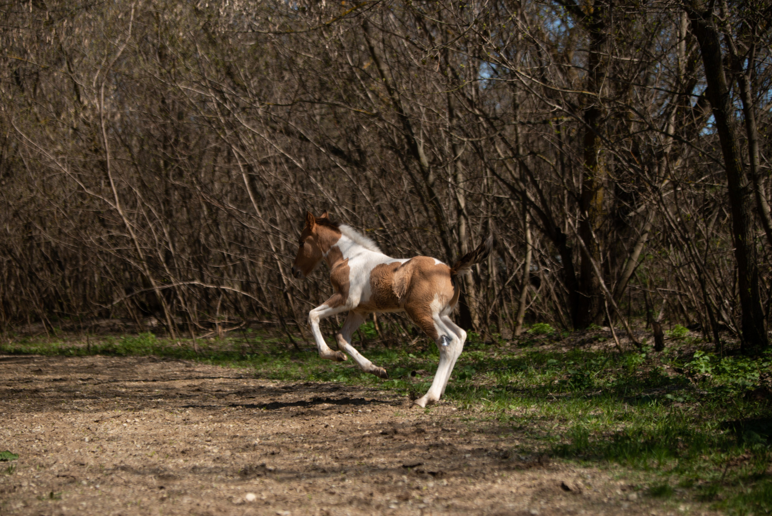 Жеребёнок Митяй. Конный фотограф в Саратове Юлия Иванова