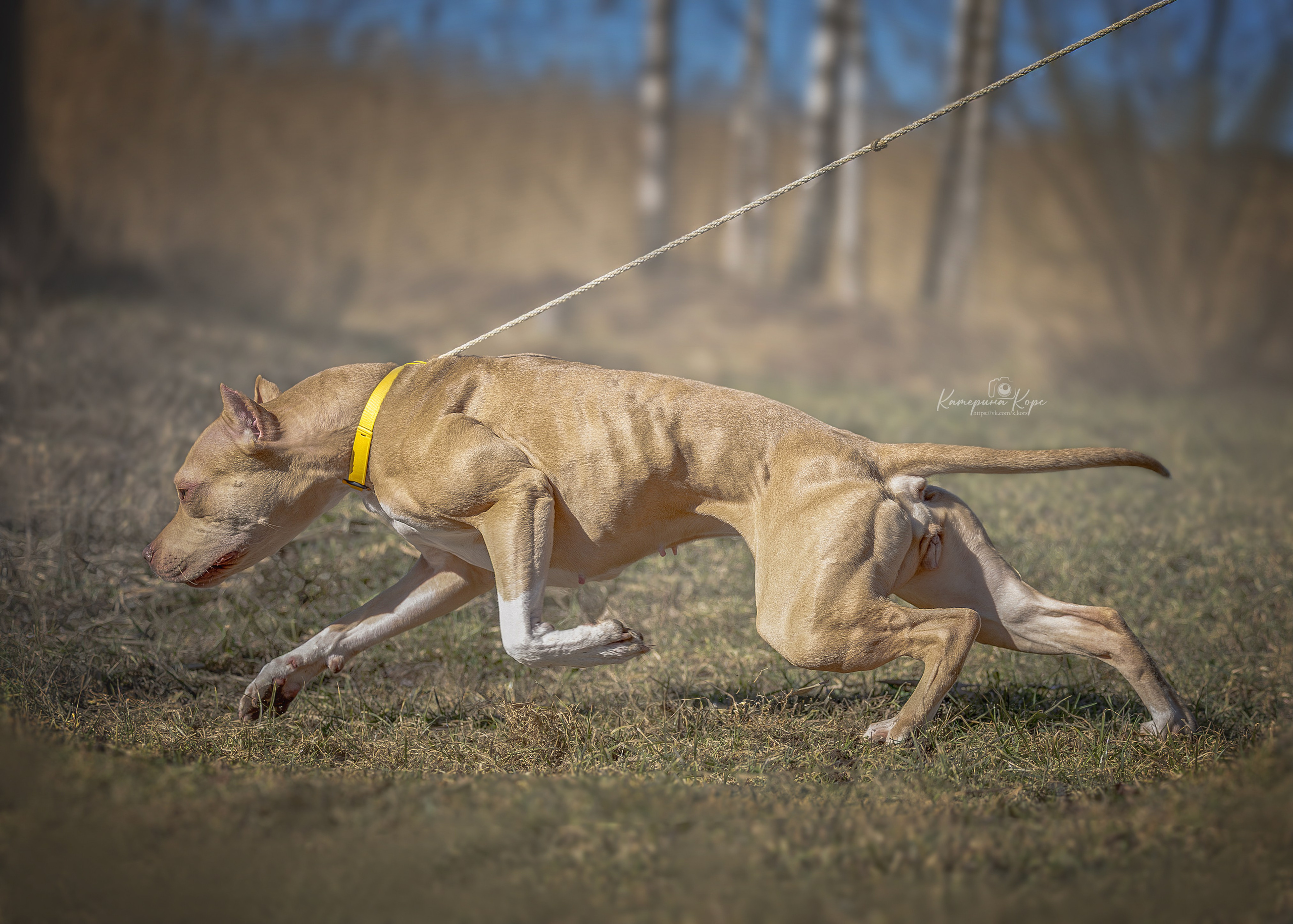 АПБТ Нарния. Главная