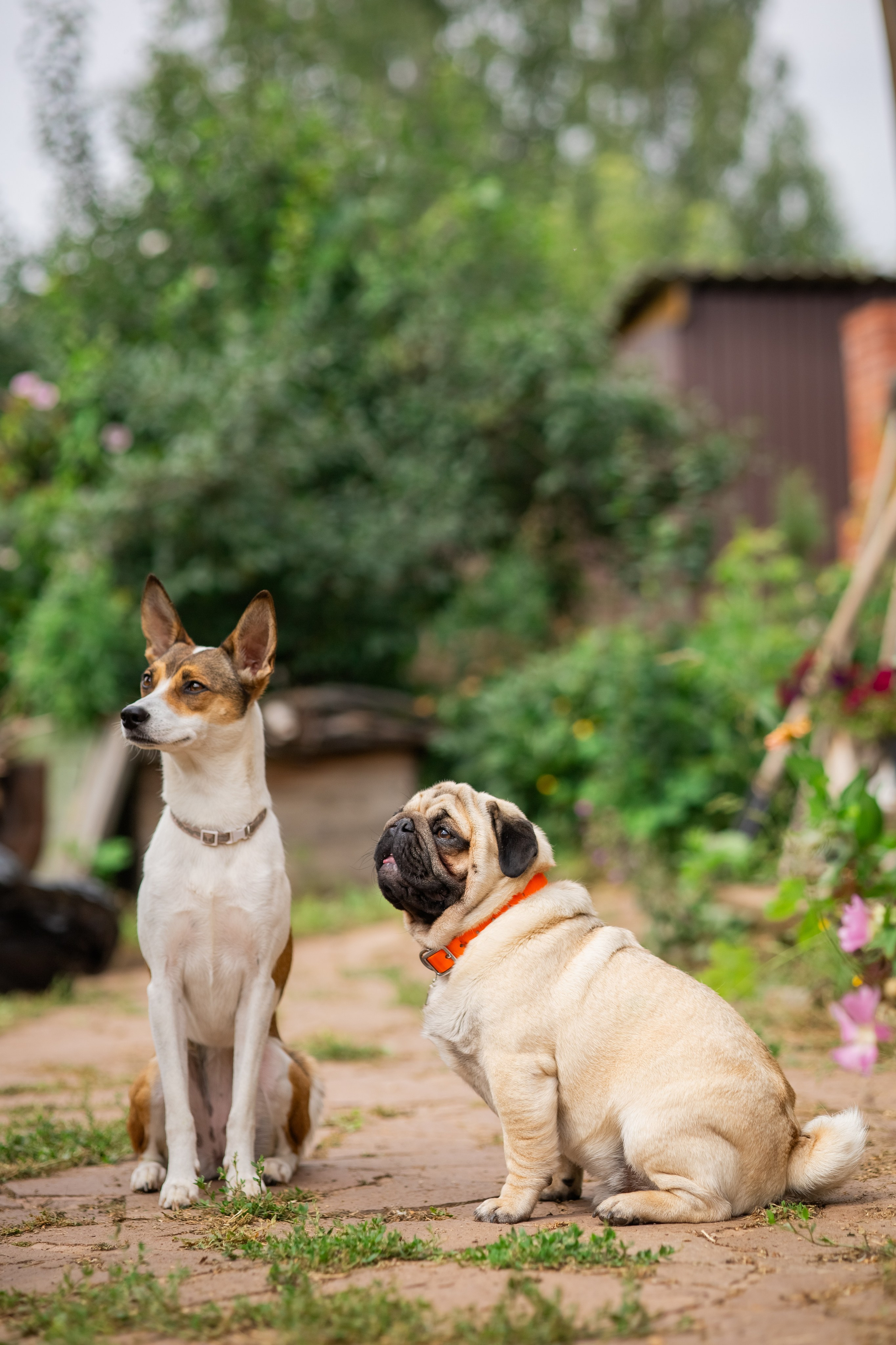 Сёма и Жужа. Август. Фотограф Яна Матвеева в Ижевске