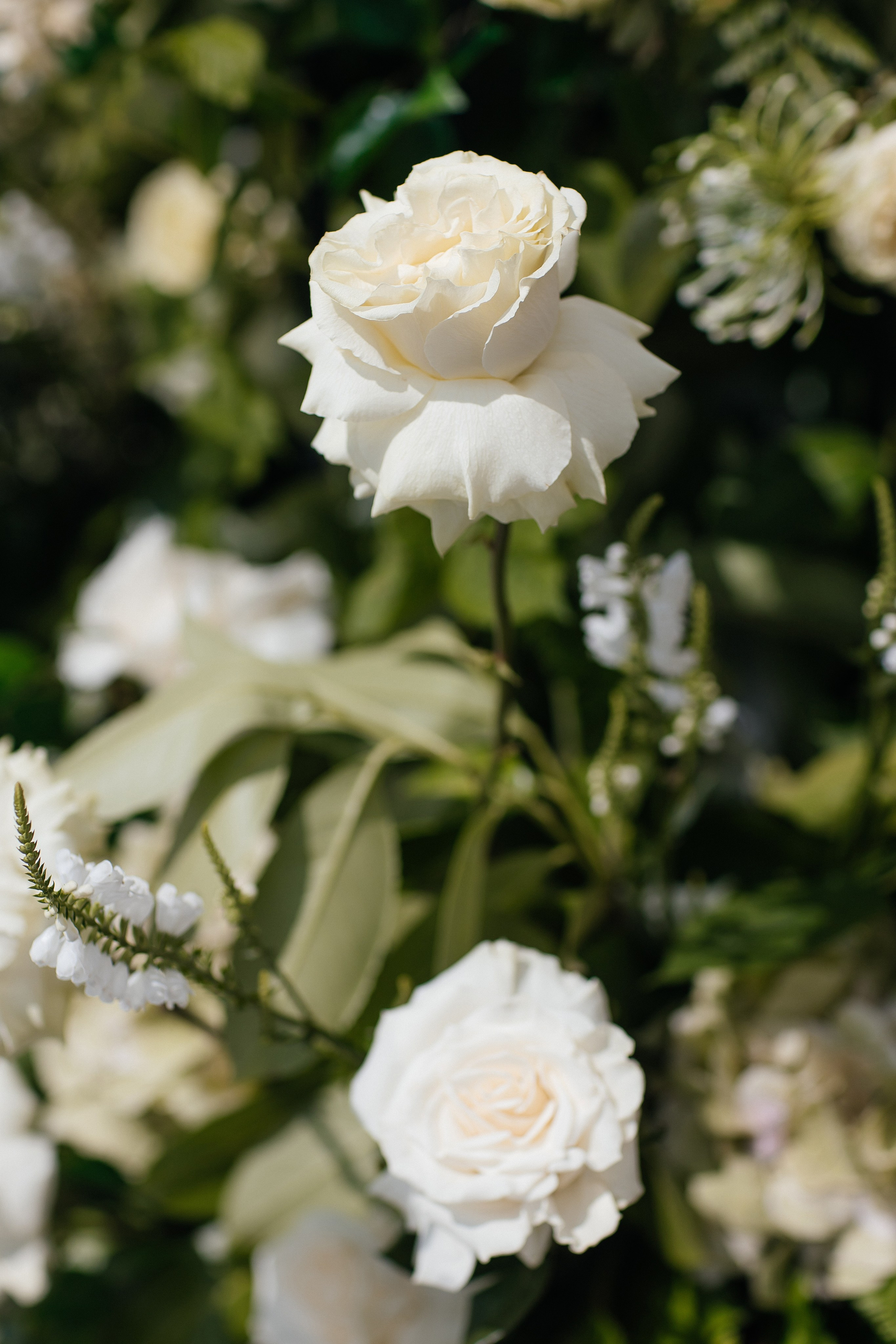 Алексей и Кристина. Свадебный фотограф в Красноярске